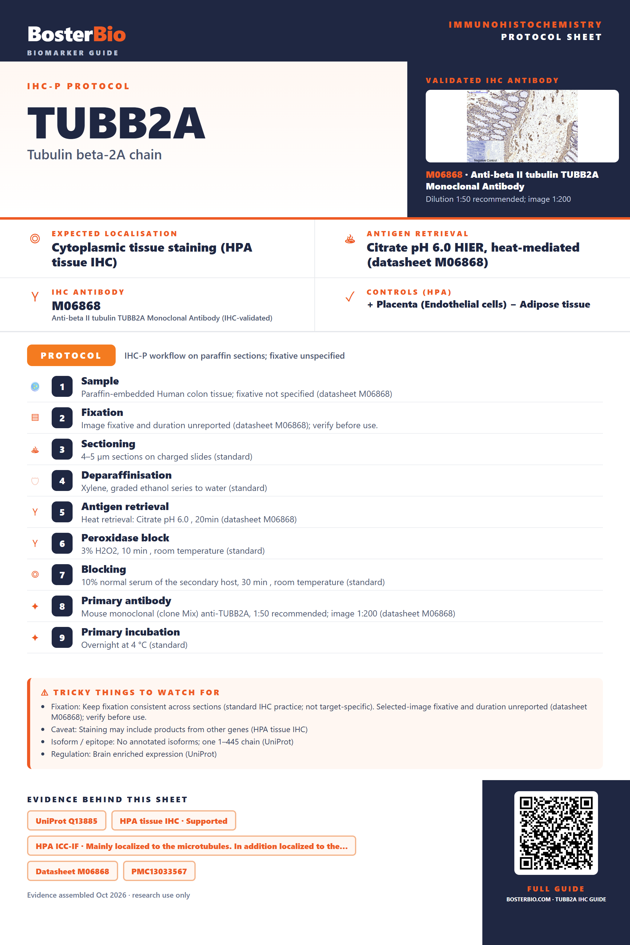 Immunohistochemistry protocol sheet for TUBB2A (IHC for TUBB2A): expected localisation Cytoplasmic tissue staining (HPA tissue IHC), antibody M06868, validated IHC image, and IHC protocol steps