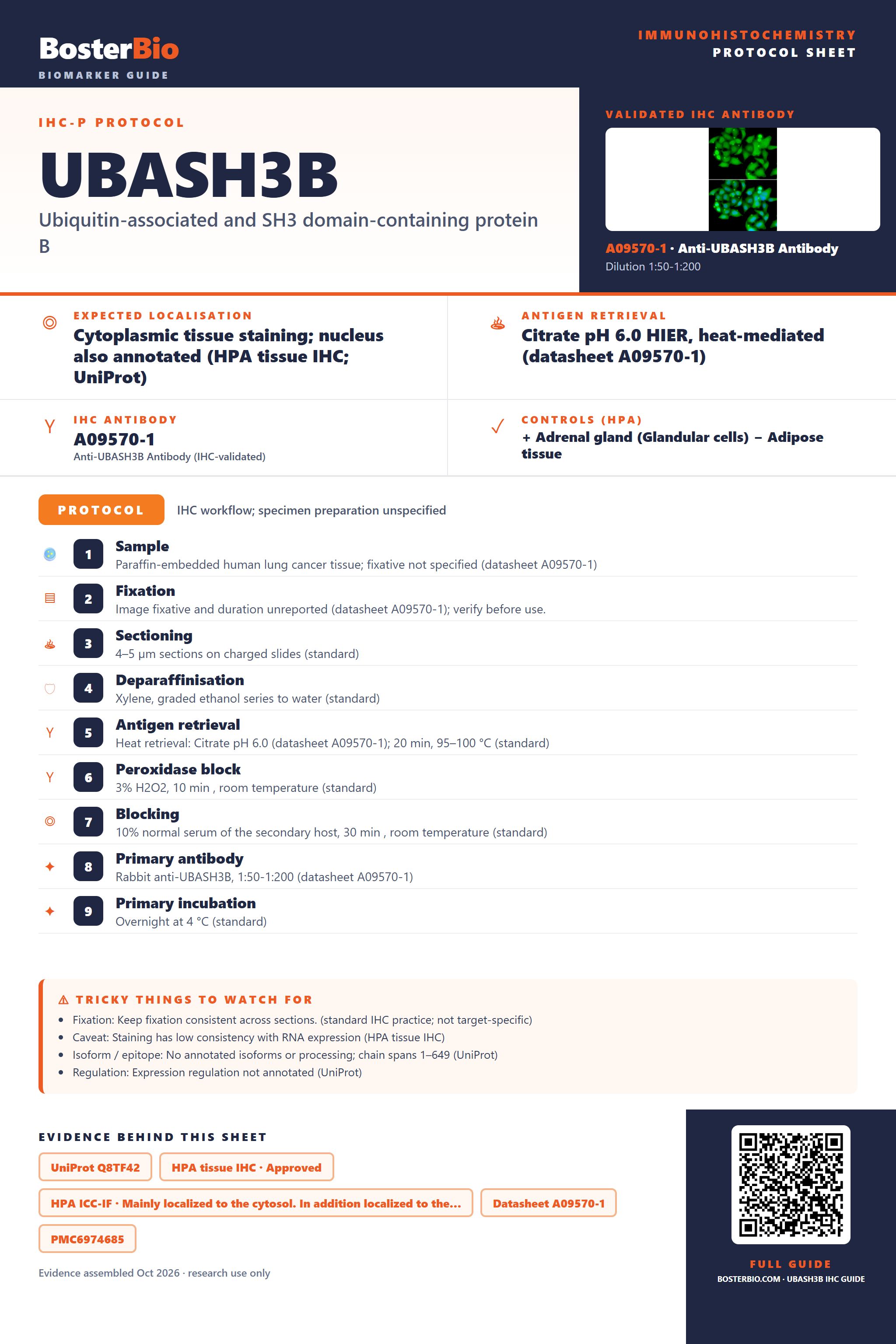 Immunohistochemistry protocol sheet for UBASH3B (IHC for UBASH3B): expected localisation Cytoplasmic tissue staining; nucleus also annotated (HPA tissue IHC; UniProt), antibody A09570-1, validated IHC image, and IHC protocol steps