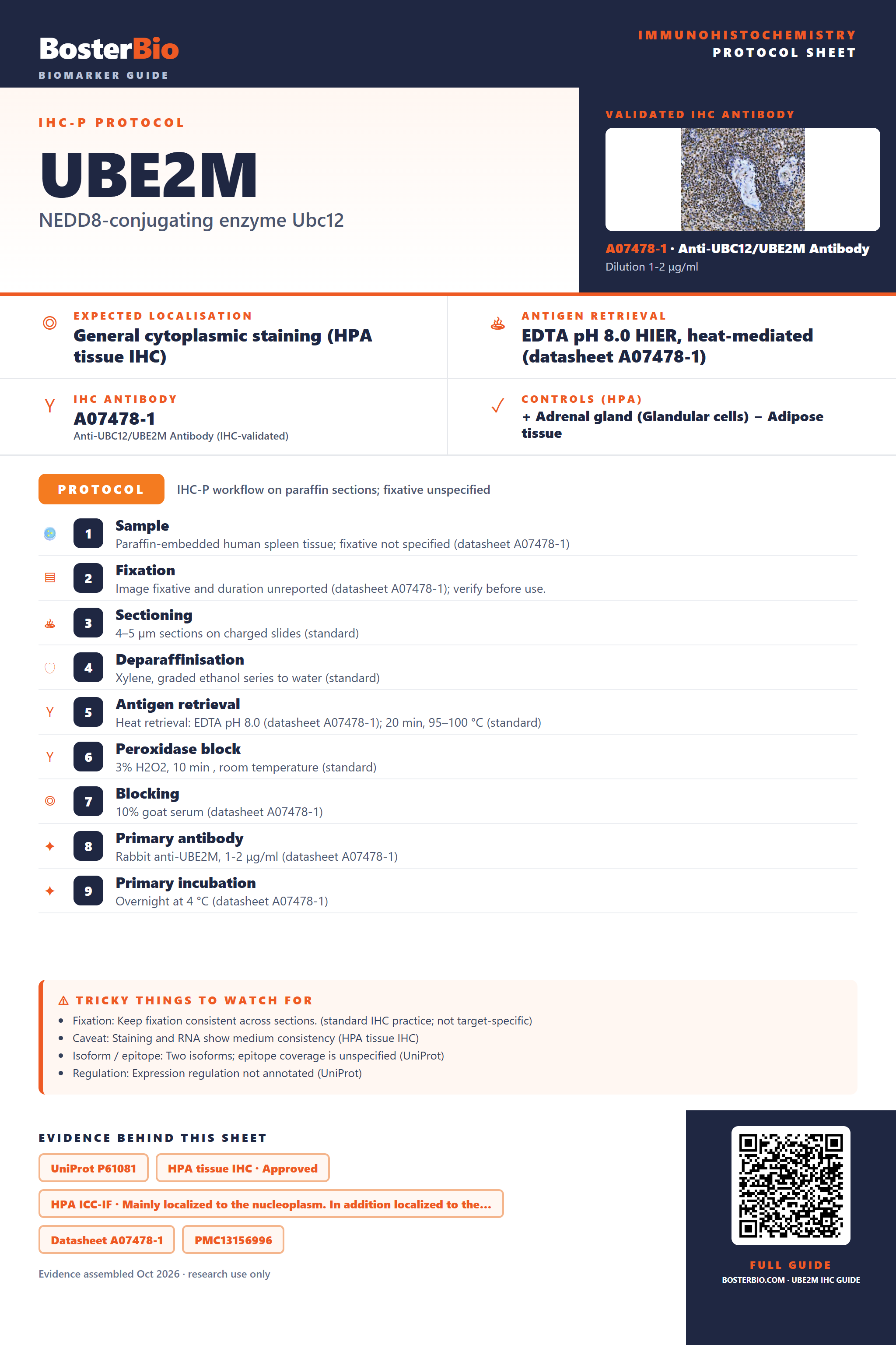 Immunohistochemistry protocol sheet for UBE2M (IHC for UBE2M): expected localisation General cytoplasmic staining (HPA tissue IHC), antibody A07478-1, validated IHC image, and IHC protocol steps