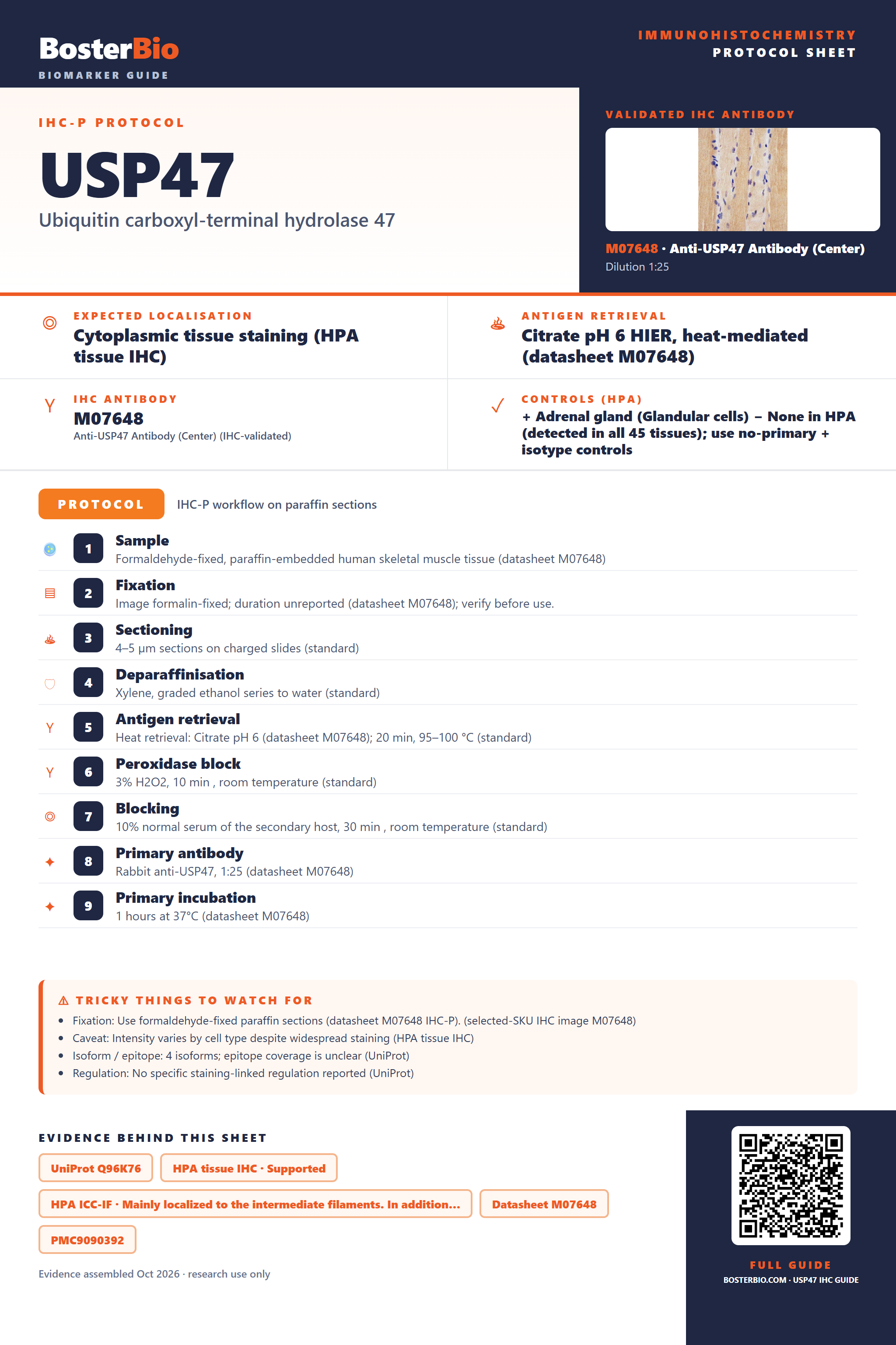 Immunohistochemistry protocol sheet for USP47 (IHC for USP47): expected localisation Cytoplasmic tissue staining (HPA tissue IHC), antibody M07648, validated IHC image, and IHC protocol steps