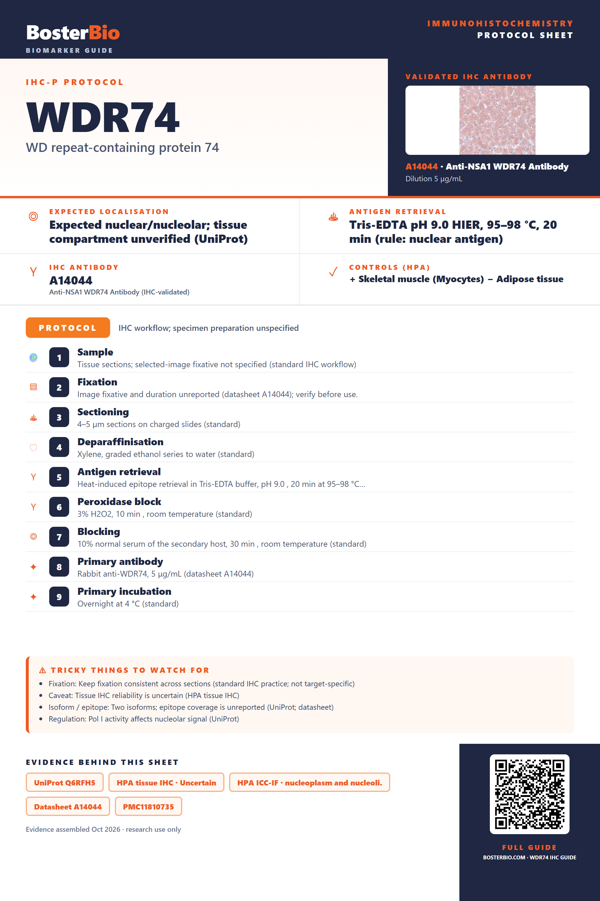 Immunohistochemistry protocol sheet for WDR74 (IHC for WDR74): expected localisation Expected nuclear/nucleolar; tissue compartment unverified (UniProt), antibody A14044, validated IHC image, and IHC protocol steps