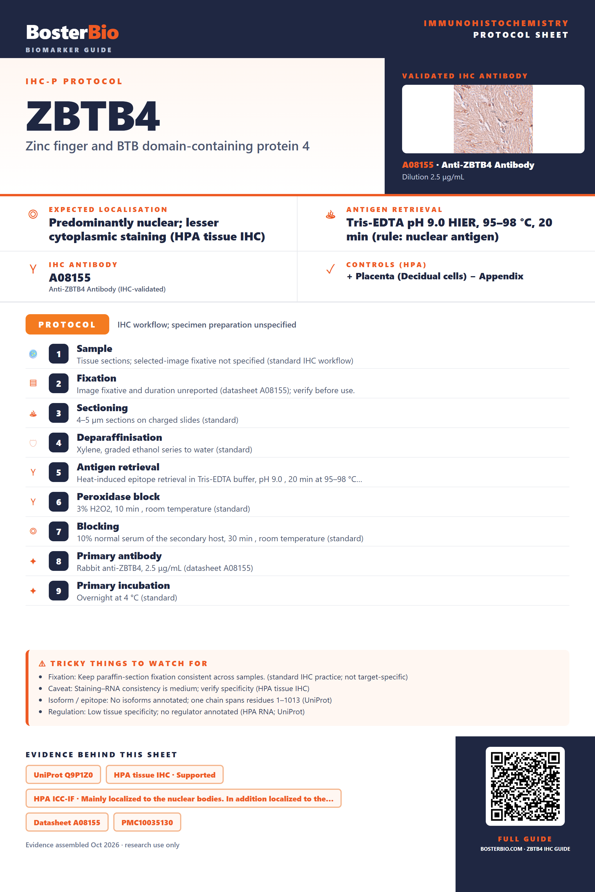 Immunohistochemistry protocol sheet for ZBTB4 (IHC for ZBTB4): expected localisation Predominantly nuclear; lesser cytoplasmic staining (HPA tissue IHC), antibody A08155, validated IHC image, and IHC protocol steps
