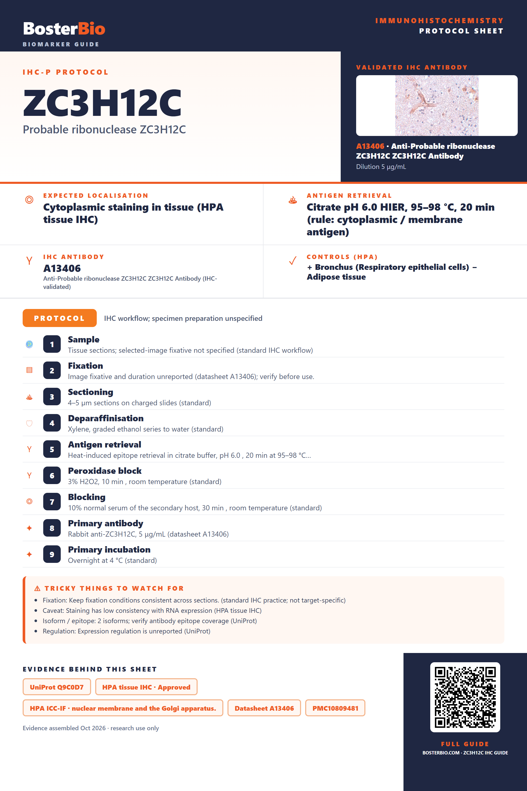 Immunohistochemistry protocol sheet for ZC3H12C (IHC for ZC3H12C): expected localisation Cytoplasmic staining in tissue (HPA tissue IHC), antibody A13406, validated IHC image, and IHC protocol steps