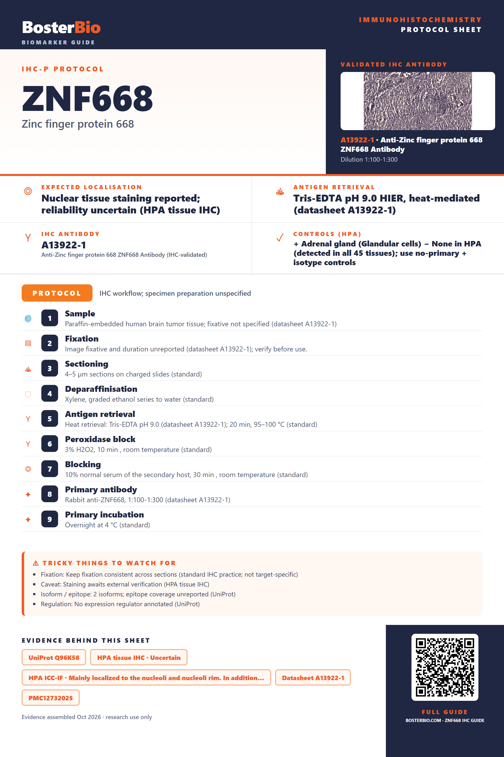 Immunohistochemistry protocol sheet for ZNF668 (IHC for ZNF668): expected localisation Nuclear tissue staining reported; reliability uncertain (HPA tissue IHC), antibody A13922-1, validated IHC image, and IHC protocol steps