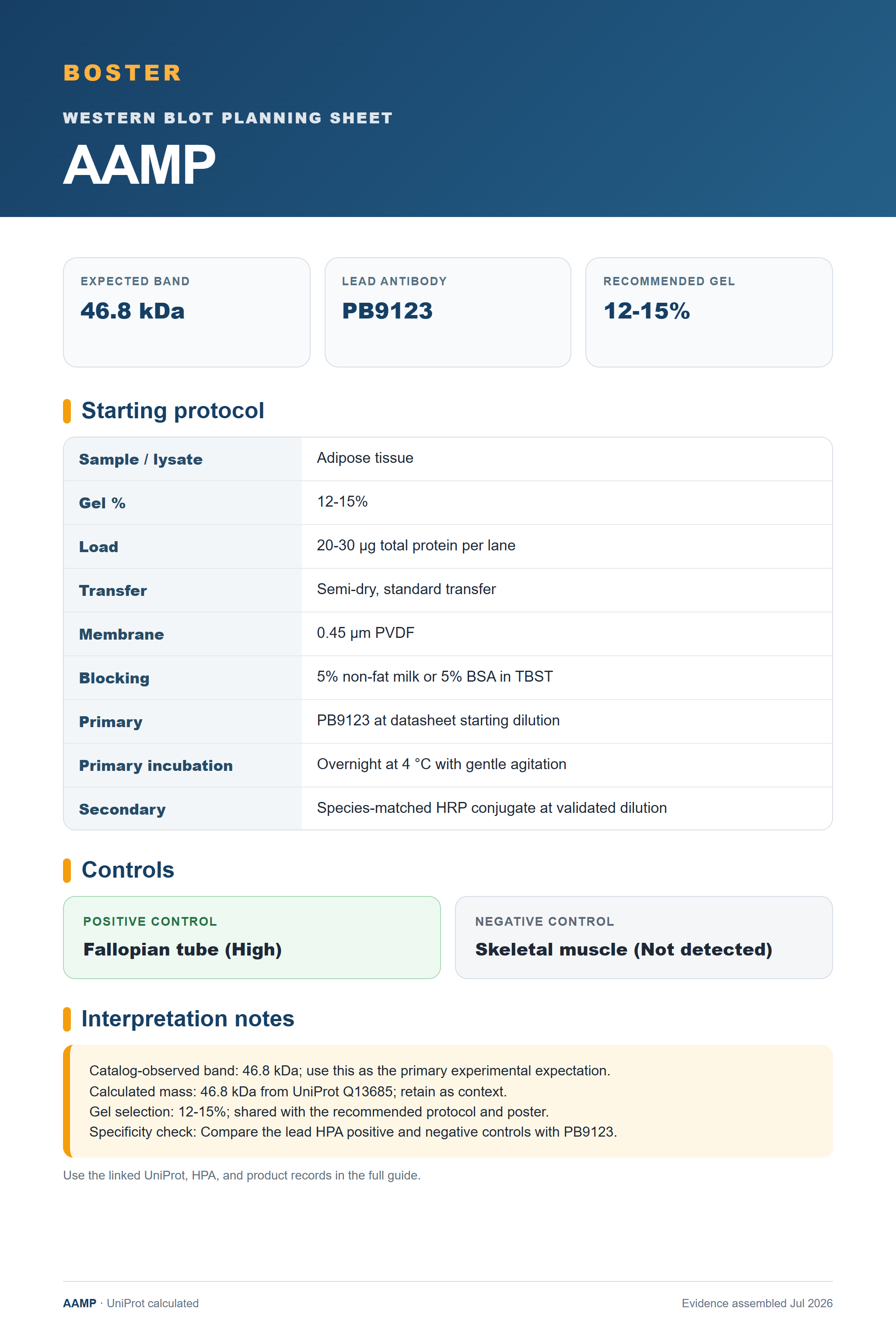 Western blot protocol sheet for AAMP (AAMP): expected band 46.8 kDa, antibody PB9123, and guide-derived SDS-PAGE protocol steps