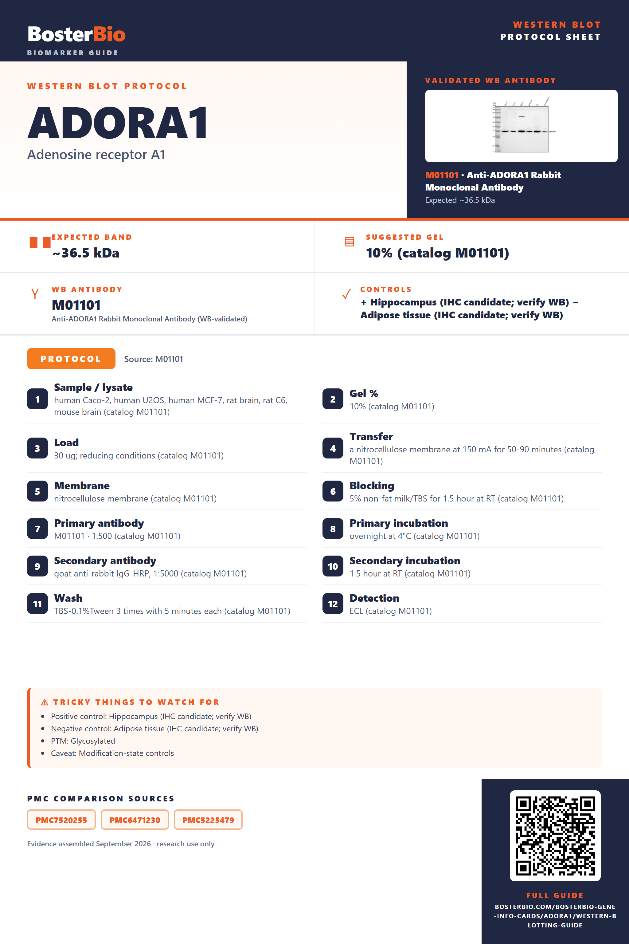 Western blot protocol sheet for ADORA1: expected band ~36.5 kDa, hero antibody M01101, catalog values and labelled standard workflow; separate PMC comparisons on the guide