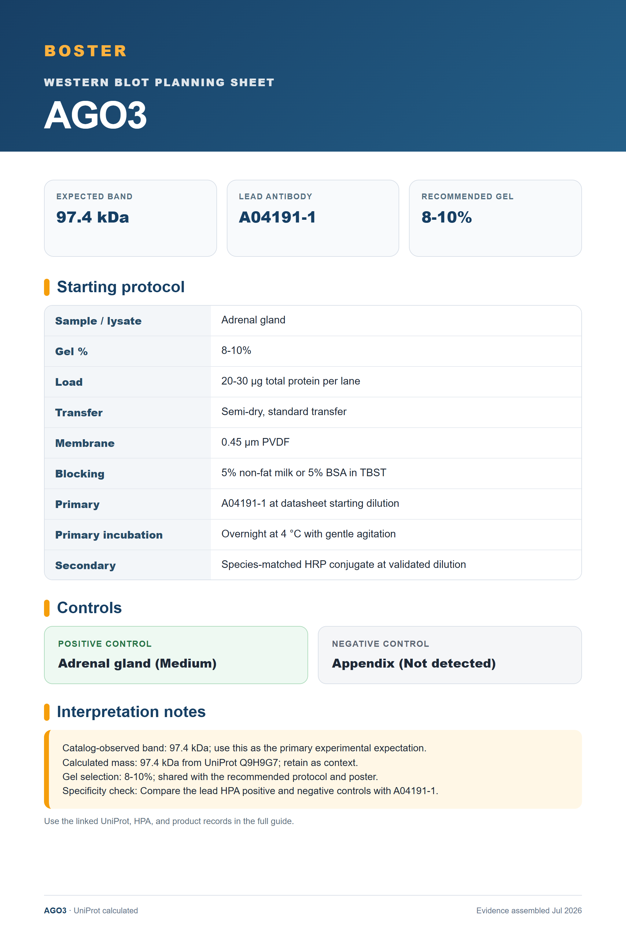 Western blot protocol sheet for AGO3 (AGO3): expected band 97.4 kDa, antibody A04191-1, and guide-derived SDS-PAGE protocol steps