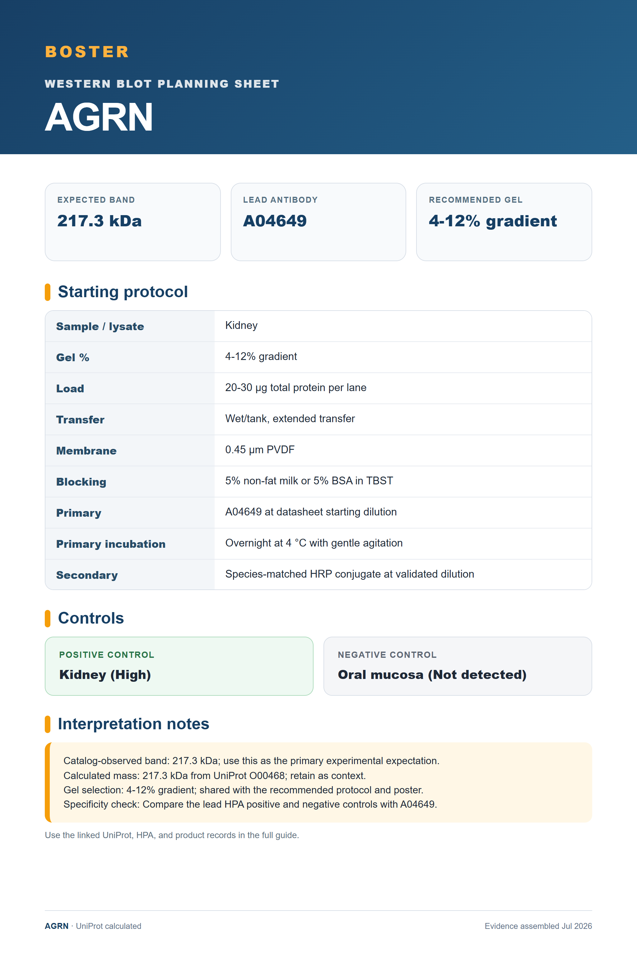 Western blot protocol sheet for AGRN (AGRN): expected band 217.3 kDa, antibody A04649, and guide-derived SDS-PAGE protocol steps