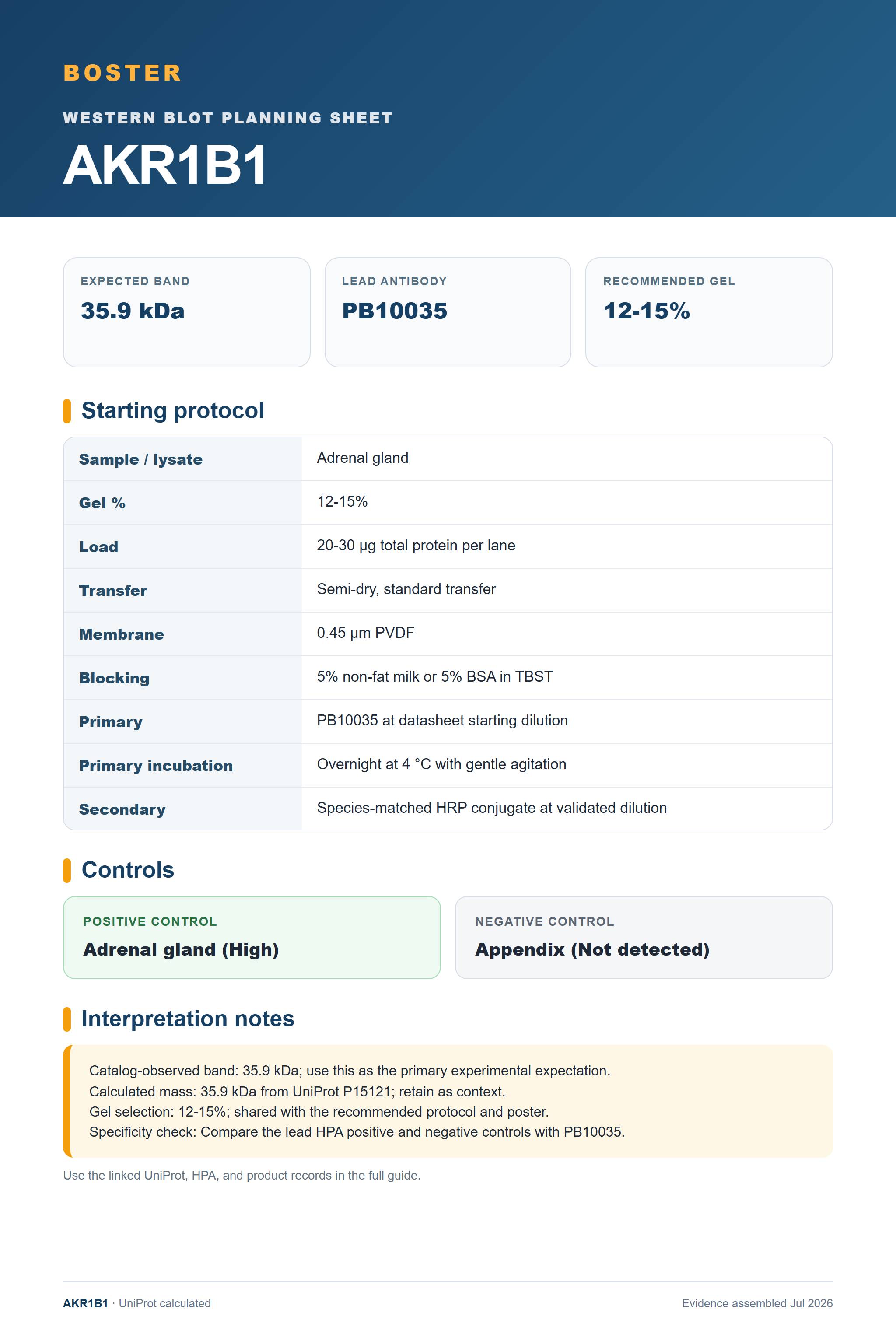 Western blot protocol sheet for AKR1B1 (AKR1B1): expected band 35.9 kDa, antibody PB10035, and guide-derived SDS-PAGE protocol steps
