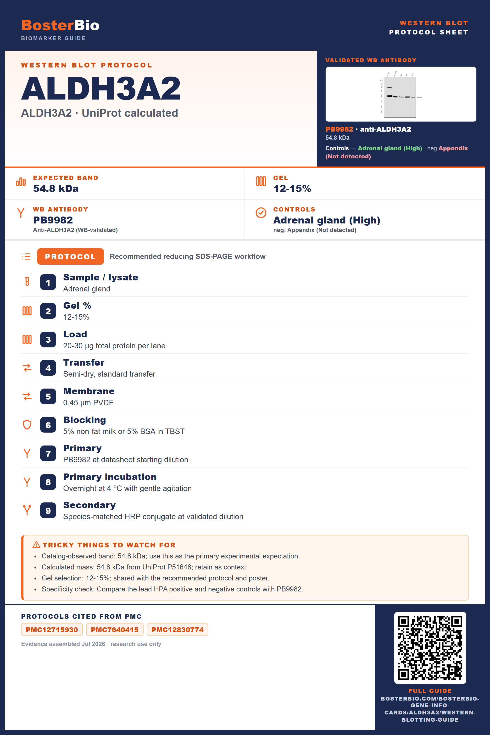 Western blot protocol sheet for ALDH3A2 (ALDH3A2): expected band 54.8 kDa, antibody PB9982, and PMC-cited SDS-PAGE protocol steps