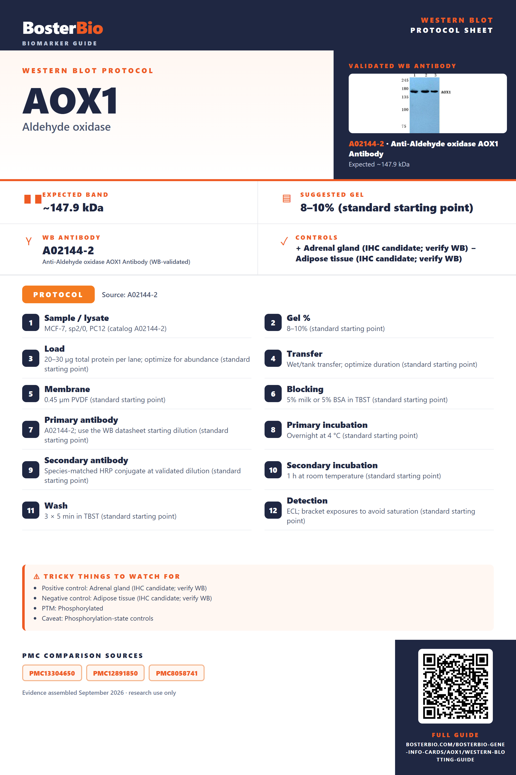 Western blot protocol sheet for AOX1: expected band ~147.9 kDa, hero antibody A02144-2, catalog values and labelled standard workflow; separate PMC comparisons on the guide