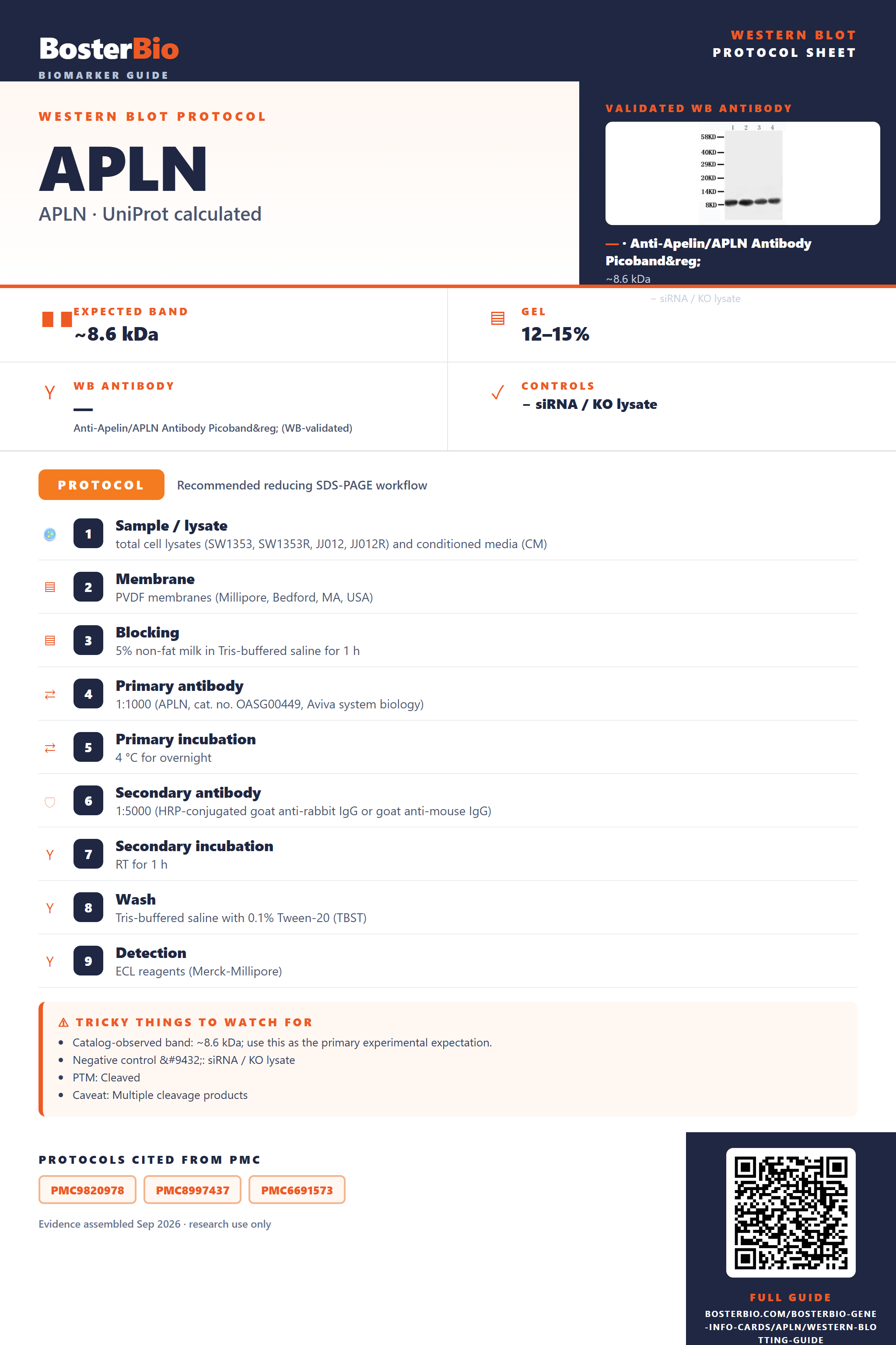 Western blot protocol sheet for APLN: expected band ~8.6 kDa, antibody , and PMC-cited SDS-PAGE protocol steps