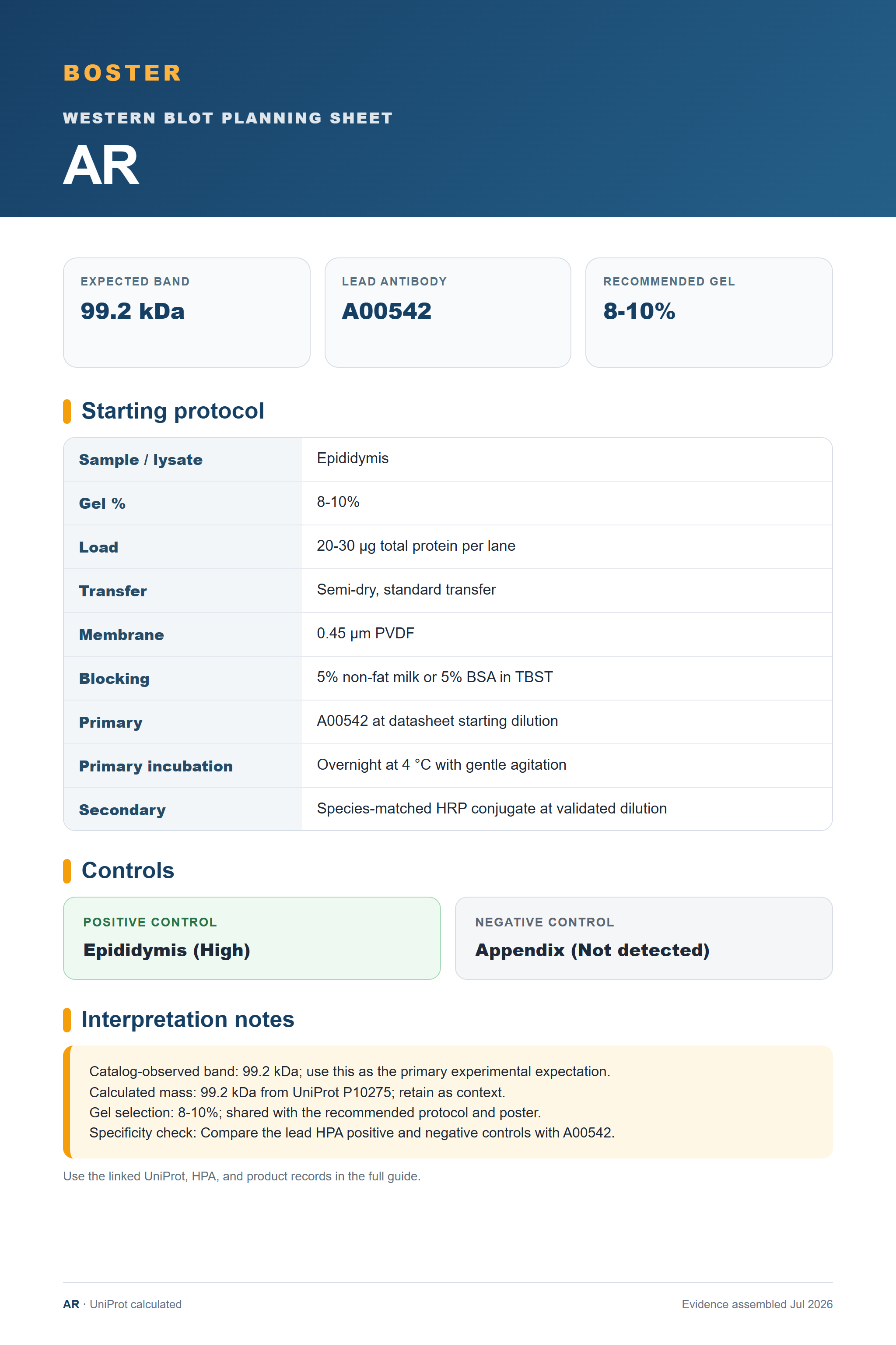 Western blot protocol sheet for AR (AR): expected band 99.2 kDa, antibody A00542, and guide-derived SDS-PAGE protocol steps