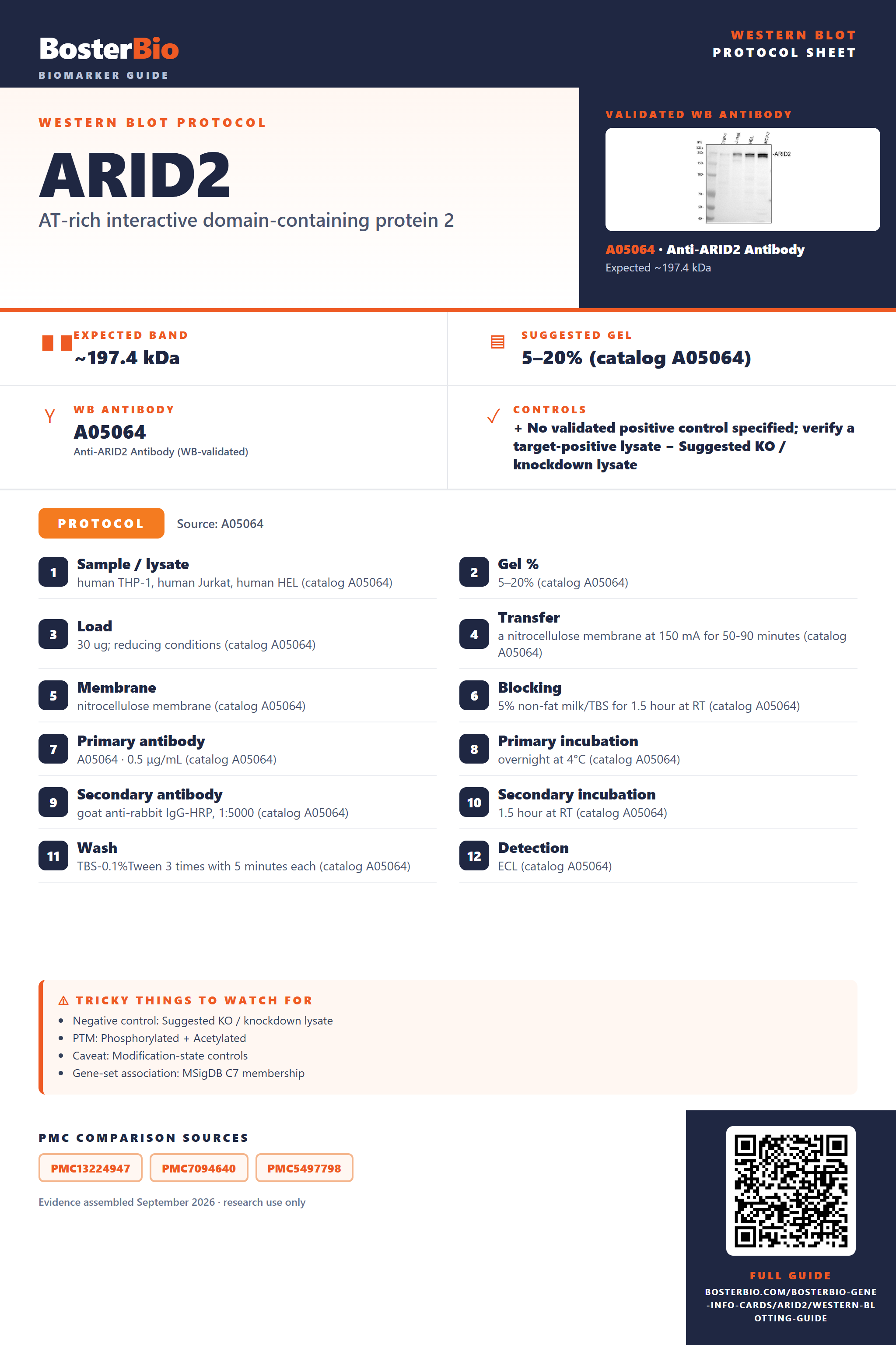 Western blot protocol sheet for ARID2: expected band ~197.4 kDa, hero antibody A05064, catalog values and labelled standard workflow; separate PMC comparisons on the guide