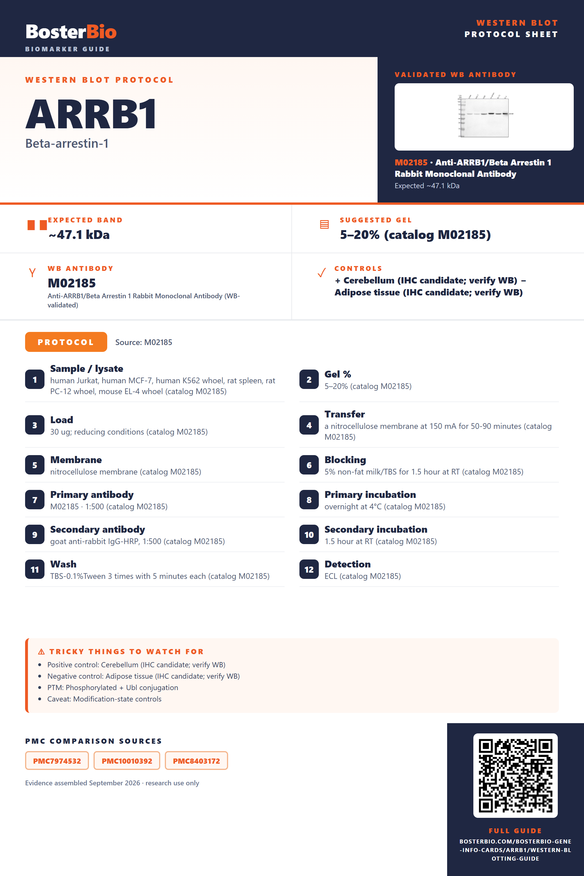 Western blot protocol sheet for ARRB1: expected band ~47.1 kDa, hero antibody M02185, catalog values and labelled standard workflow; separate PMC comparisons on the guide