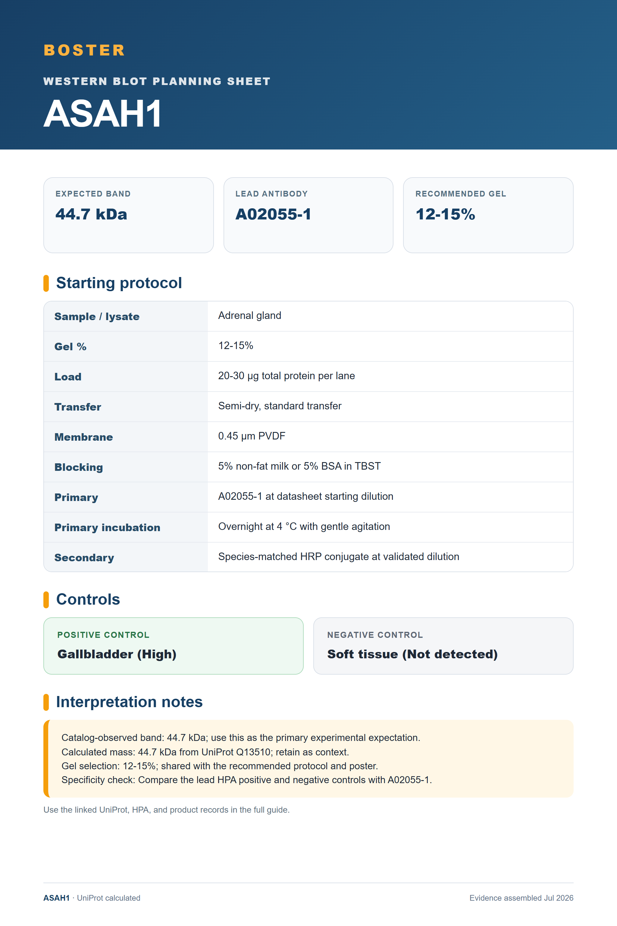 Western blot protocol sheet for ASAH1 (ASAH1): expected band 44.7 kDa, antibody A02055-1, and guide-derived SDS-PAGE protocol steps