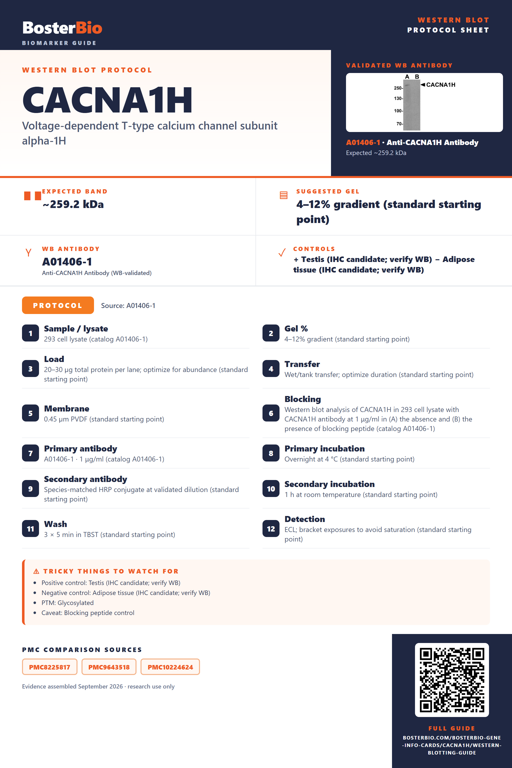 Western blot protocol sheet for CACNA1H: expected band ~259.2 kDa, hero antibody A01406-1, catalog values and labelled standard workflow; separate PMC comparisons on the guide