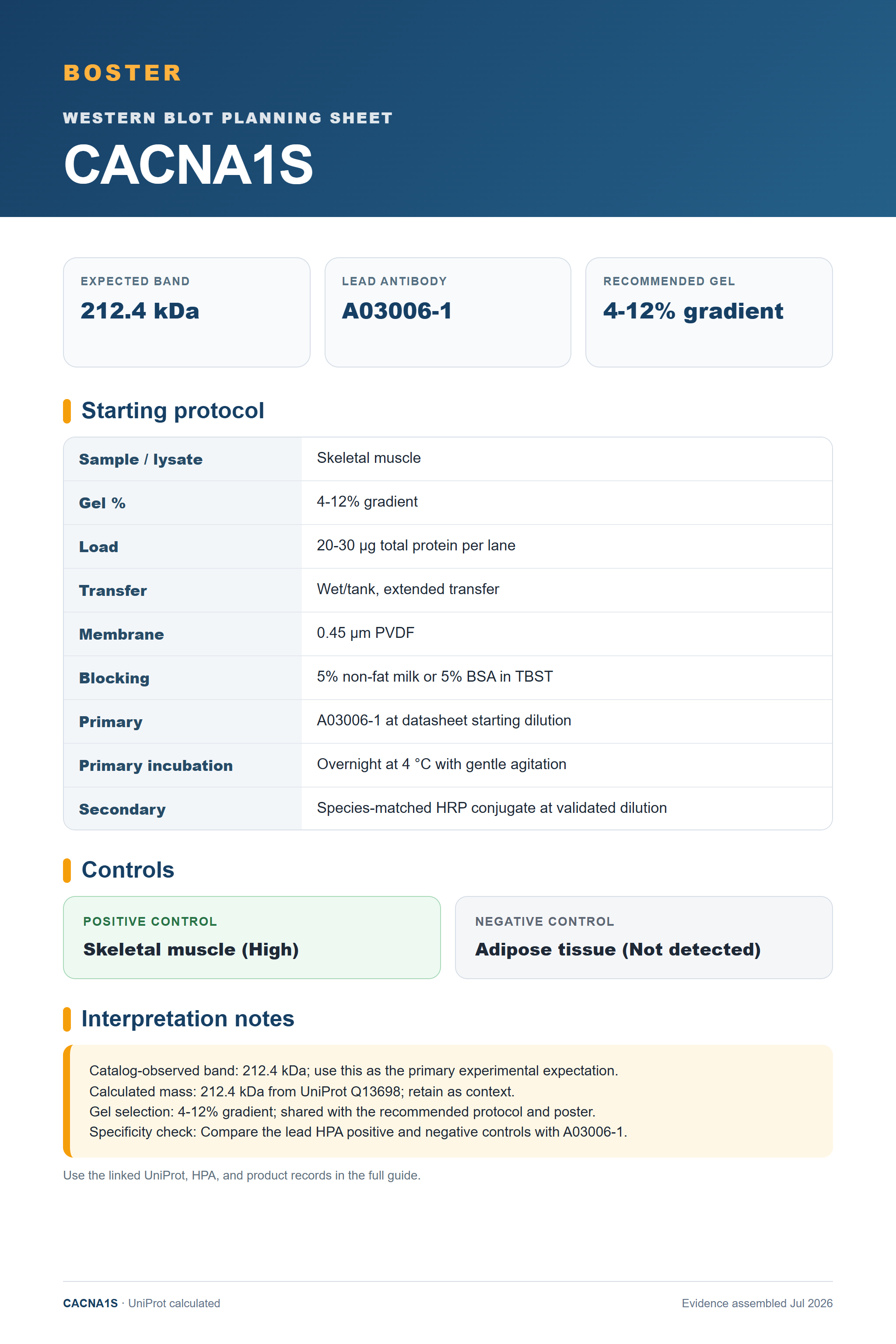 Western blot protocol sheet for CACNA1S (CACNA1S): expected band 212.4 kDa, antibody A03006-1, and guide-derived SDS-PAGE protocol steps