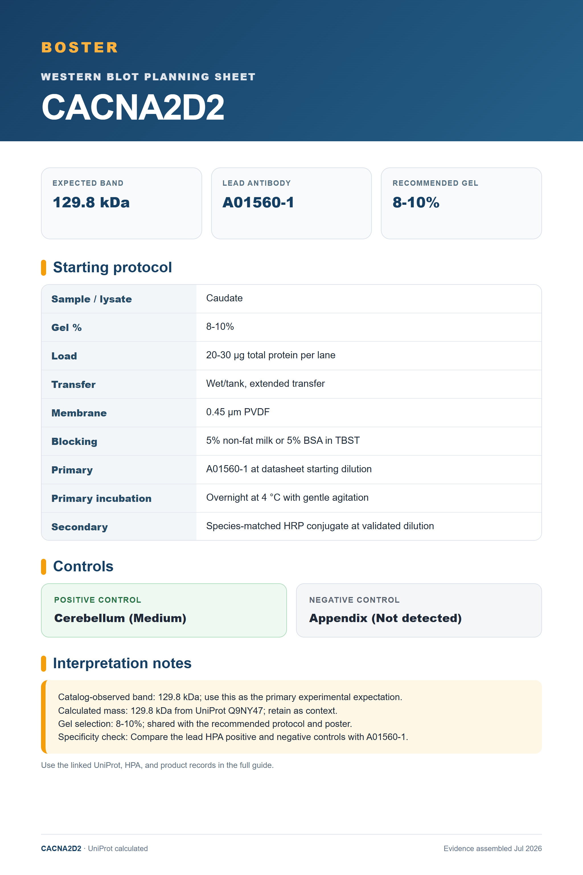 Western blot protocol sheet for CACNA2D2 (CACNA2D2): expected band 129.8 kDa, antibody A01560-1, and guide-derived SDS-PAGE protocol steps
