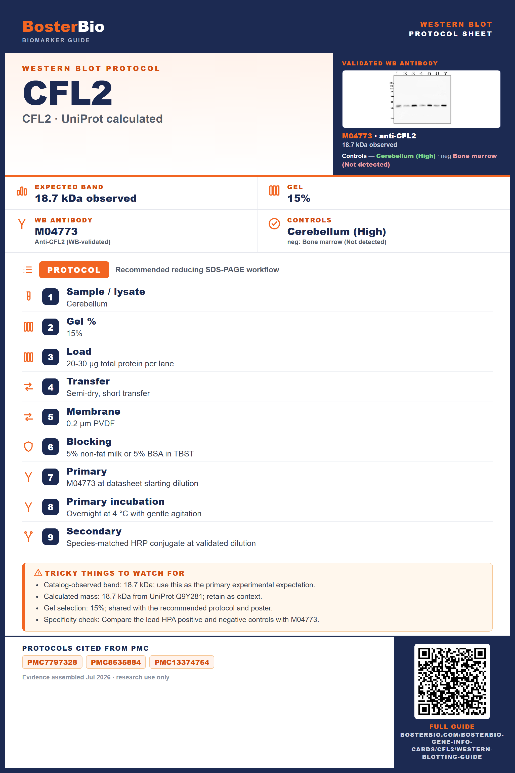 Western blot protocol sheet for CFL2 (CFL2): expected band 18.7 kDa observed, antibody M04773, and PMC-cited SDS-PAGE protocol steps