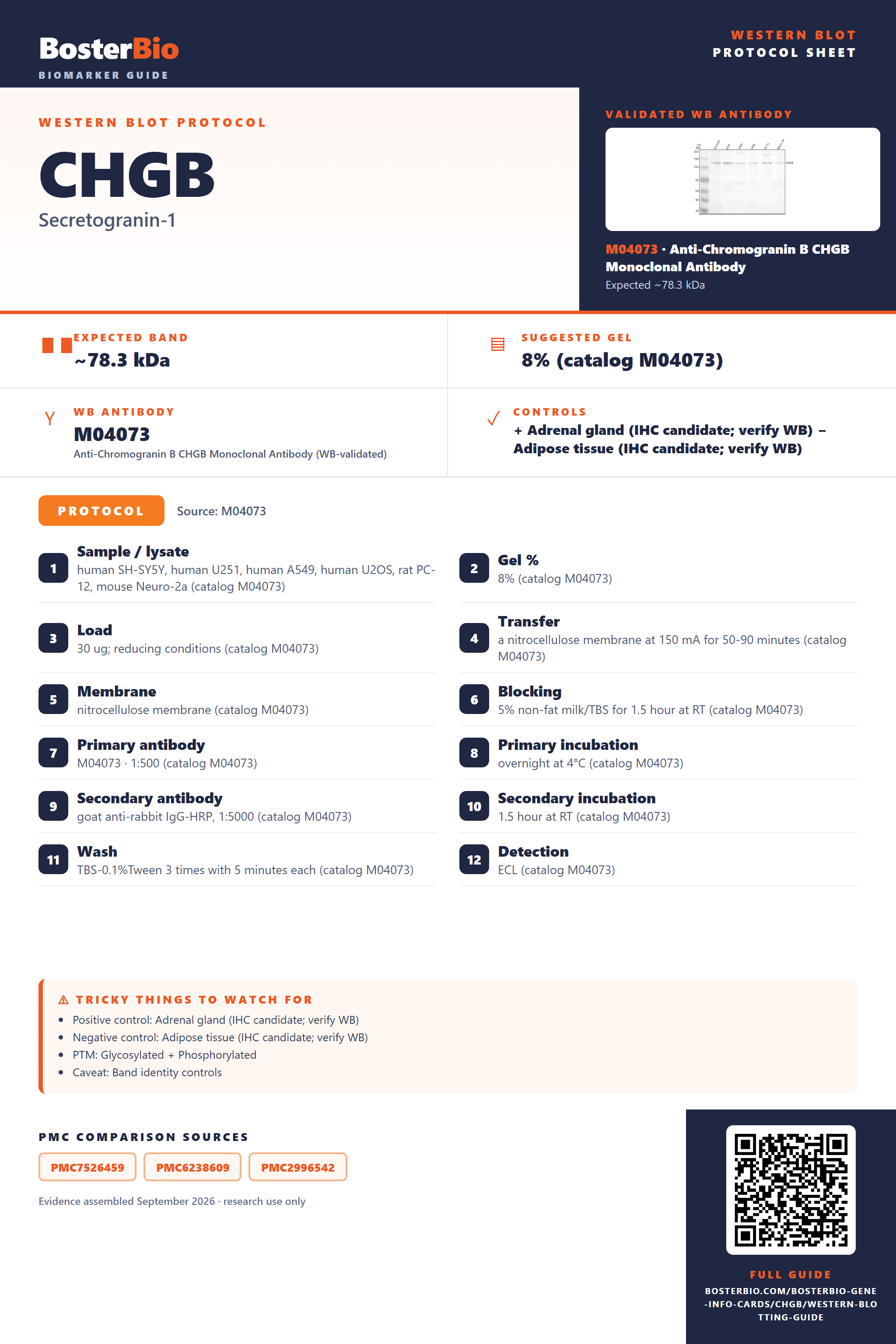 Western blot protocol sheet for CHGB: expected band ~78.3 kDa, hero antibody M04073, catalog values and labelled standard workflow; separate PMC comparisons on the guide