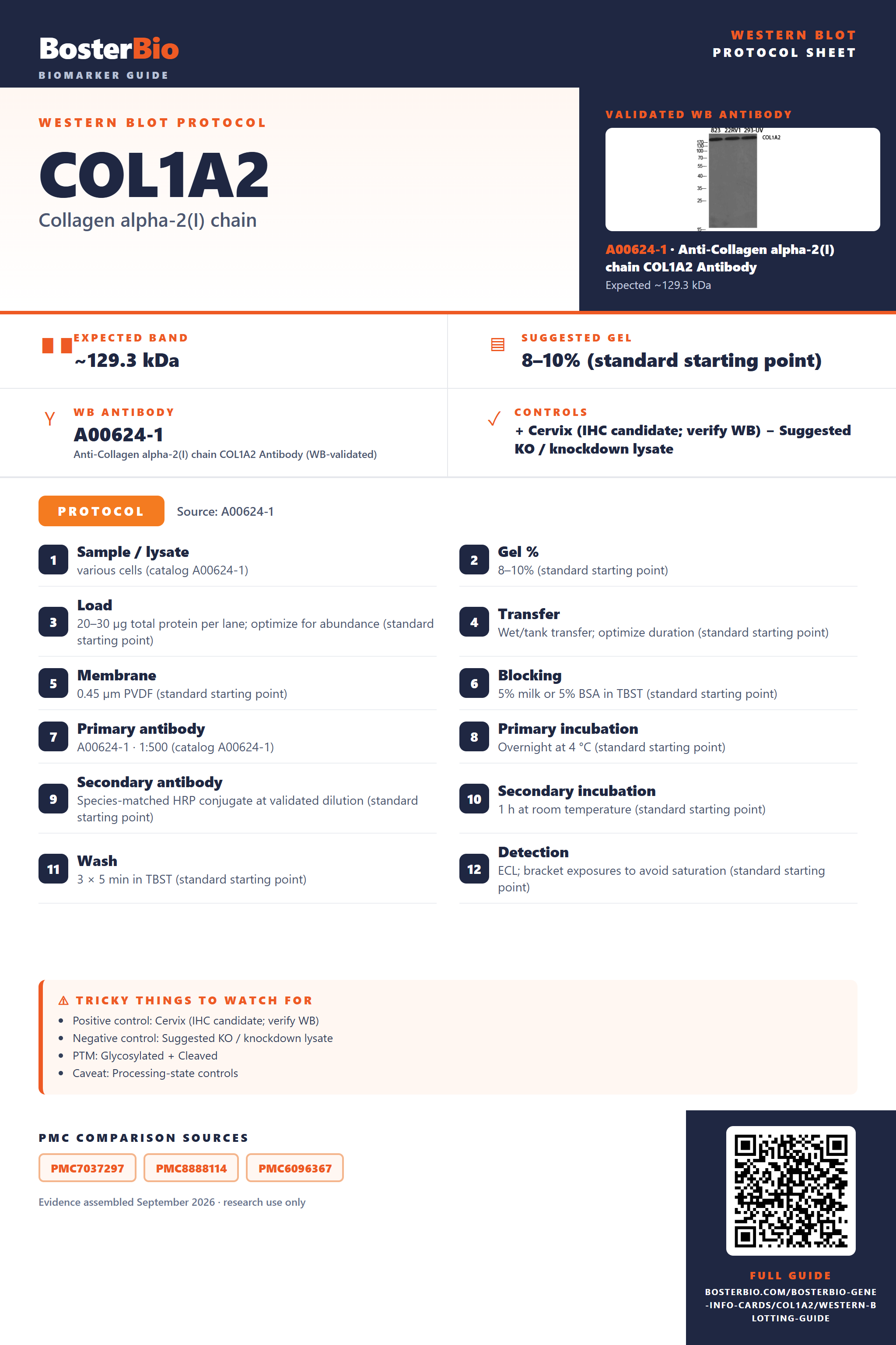 Western blot protocol sheet for COL1A2: expected band ~129.3 kDa, hero antibody A00624-1, catalog values and labelled standard workflow; separate PMC comparisons on the guide