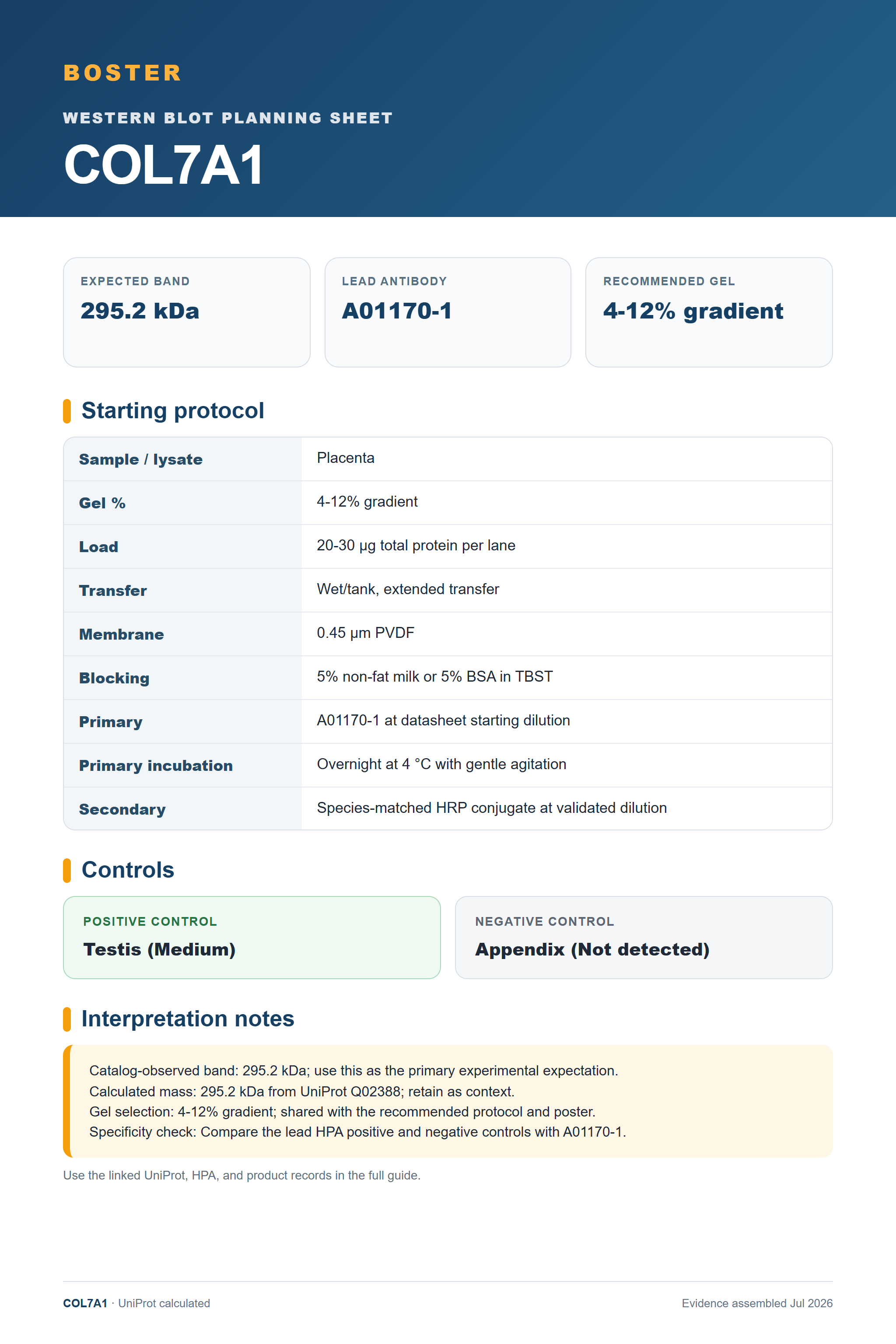 Western blot protocol sheet for COL7A1 (COL7A1): expected band 295.2 kDa, antibody A01170-1, and guide-derived SDS-PAGE protocol steps
