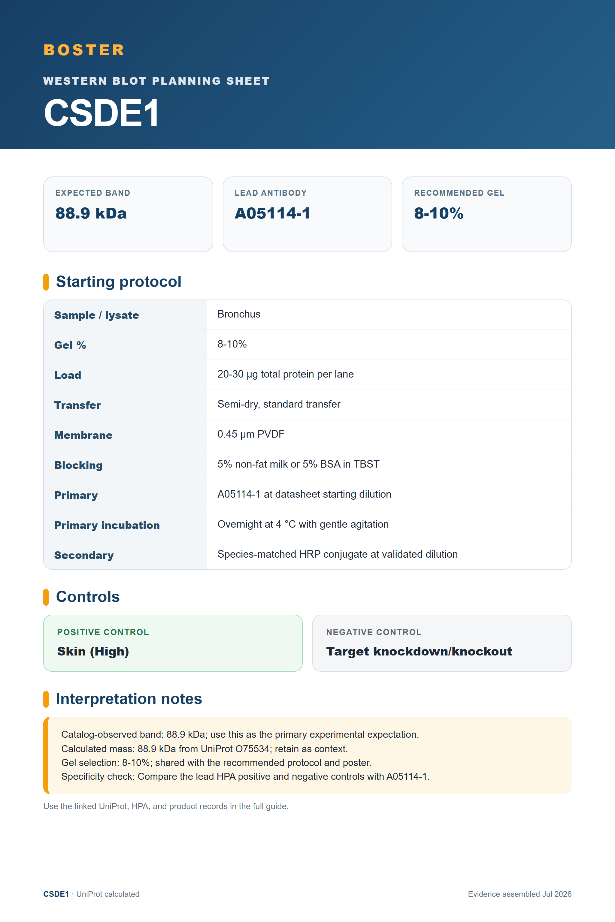 Western blot protocol sheet for CSDE1 (CSDE1): expected band 88.9 kDa, antibody A05114-1, and guide-derived SDS-PAGE protocol steps