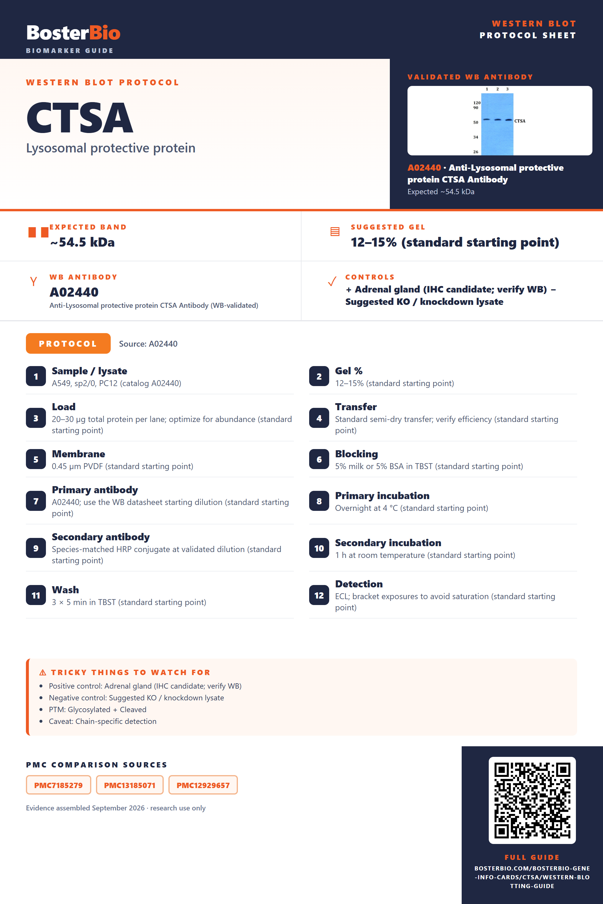 Western blot protocol sheet for CTSA: expected band ~54.5 kDa, hero antibody A02440, catalog values and labelled standard workflow; separate PMC comparisons on the guide
