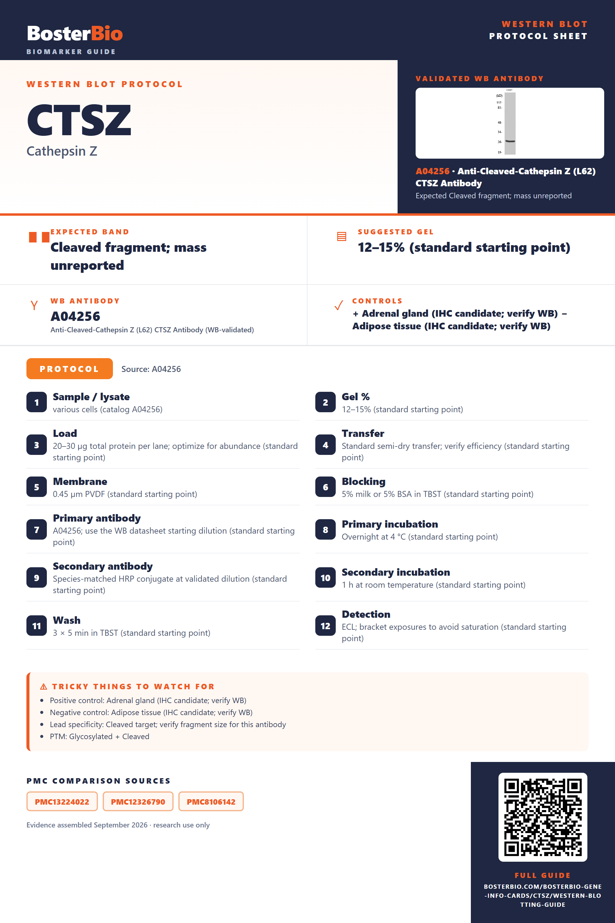 Western blot protocol sheet for CTSZ: expected band Cleaved fragment; mass unreported, hero antibody A04256, catalog values and labelled standard workflow; separate PMC comparisons on the guide