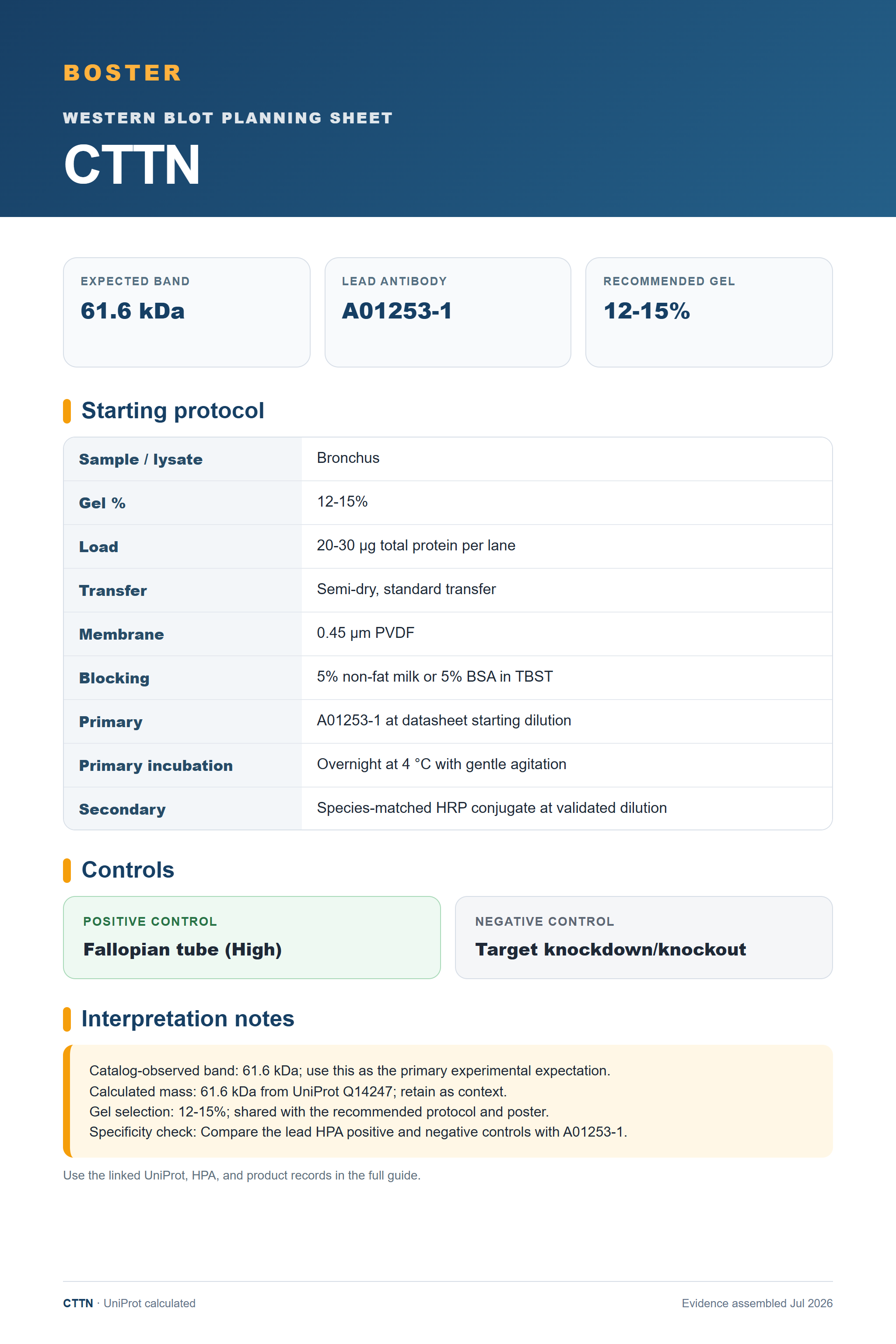 Western blot protocol sheet for CTTN (CTTN): expected band 61.6 kDa, antibody A01253-1, and guide-derived SDS-PAGE protocol steps