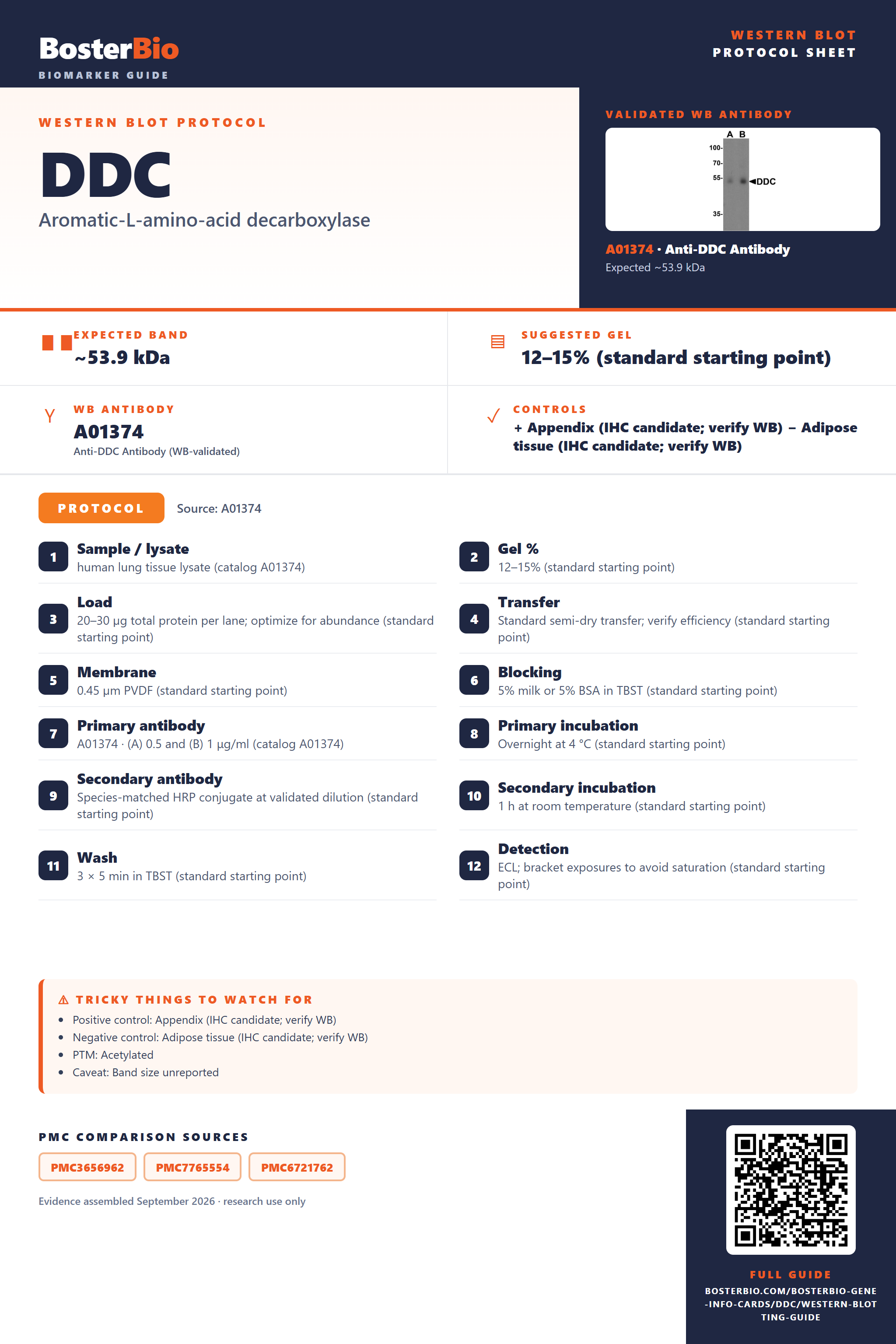 Western blot protocol sheet for DDC: expected band ~53.9 kDa, hero antibody A01374, catalog values and labelled standard workflow; separate PMC comparisons on the guide