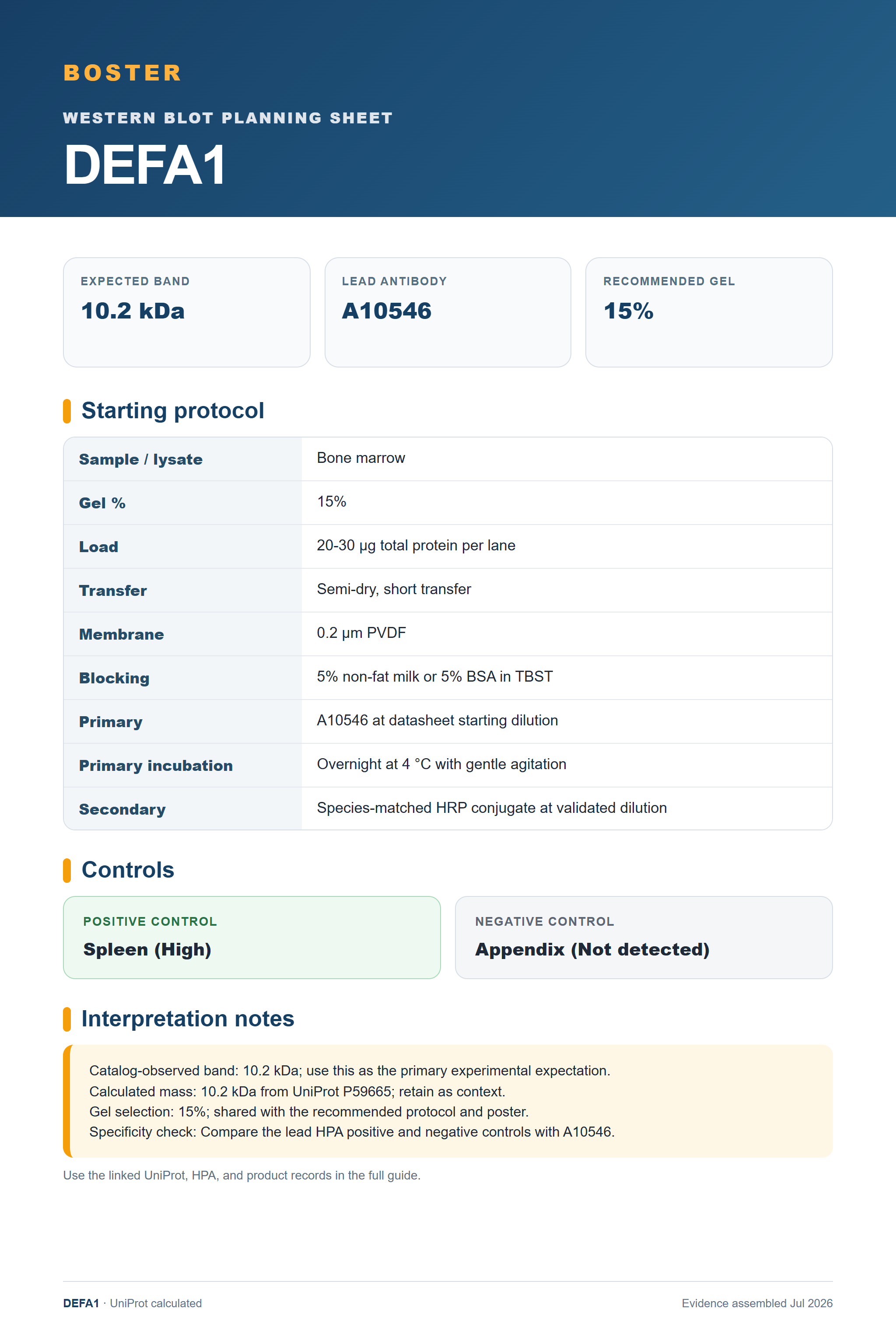 Western blot protocol sheet for DEFA1 (DEFA1): expected band 10.2 kDa, antibody A10546, and guide-derived SDS-PAGE protocol steps