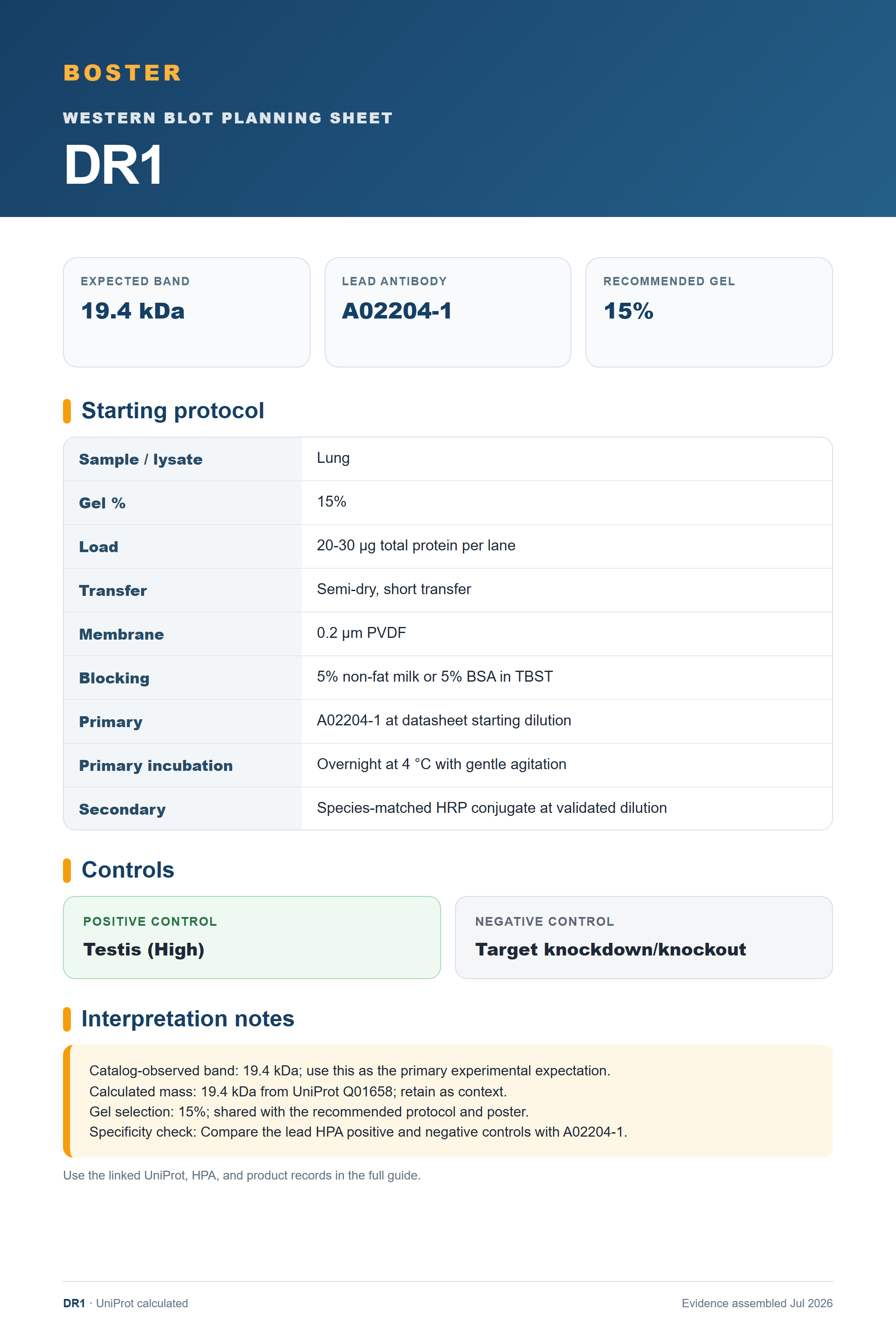 Western blot protocol sheet for DR1 (DR1): expected band 19.4 kDa, antibody A02204-1, and guide-derived SDS-PAGE protocol steps