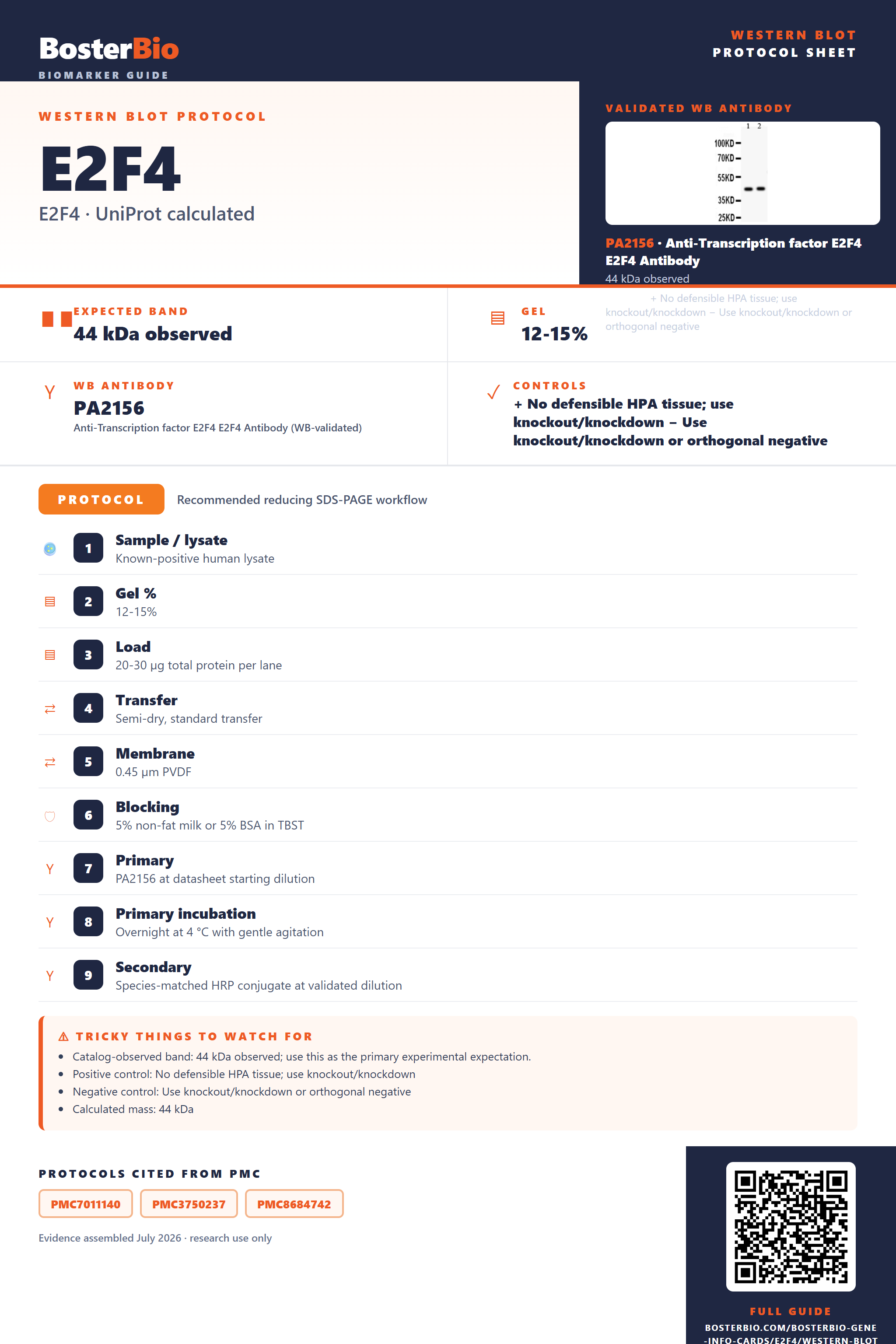 Western blot protocol sheet for E2F4: expected band 44 kDa observed, antibody PA2156, and PMC-cited SDS-PAGE protocol steps