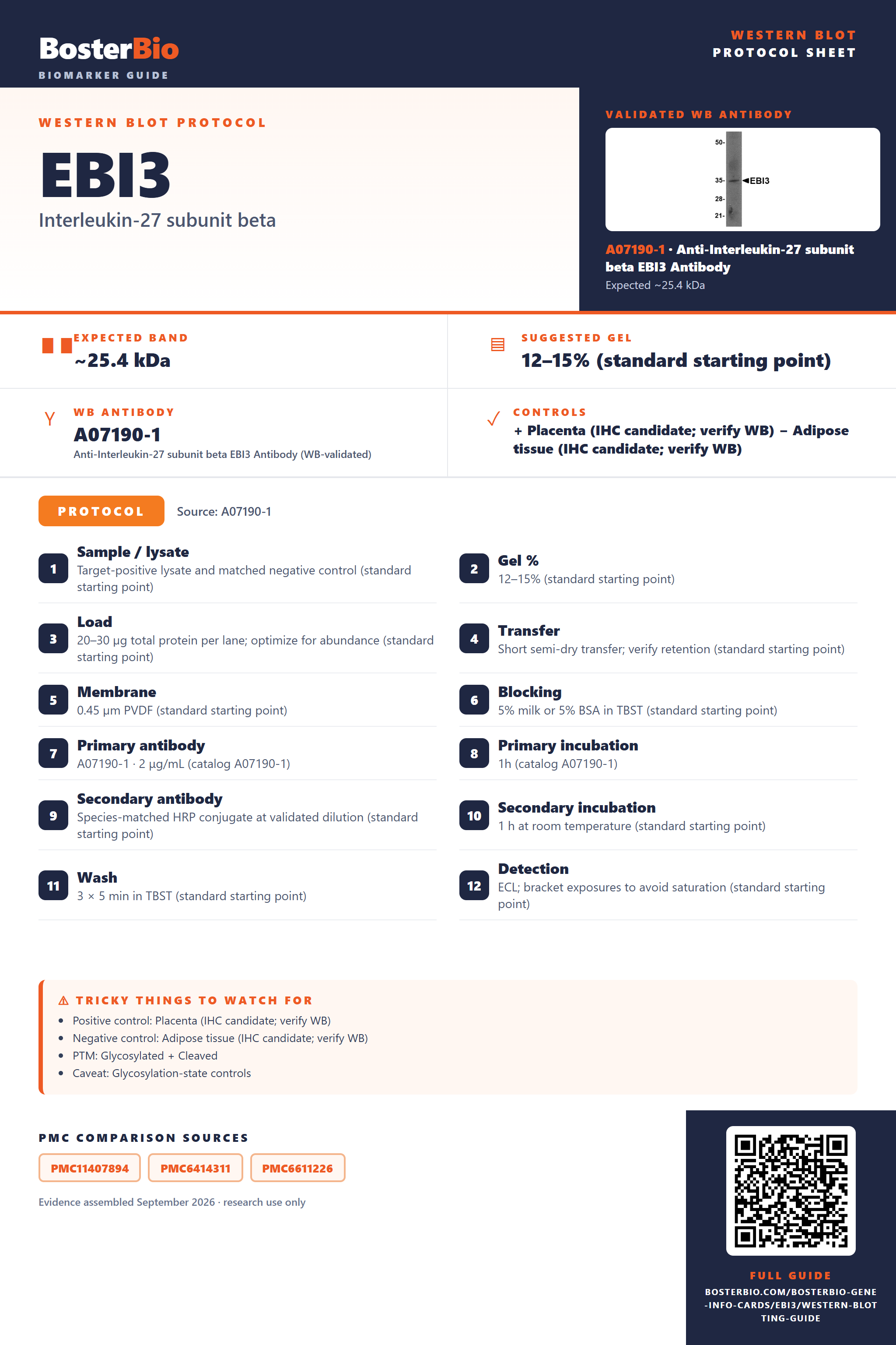 Western blot protocol sheet for EBI3: expected band ~25.4 kDa, hero antibody A07190-1, catalog values and labelled standard workflow; separate PMC comparisons on the guide