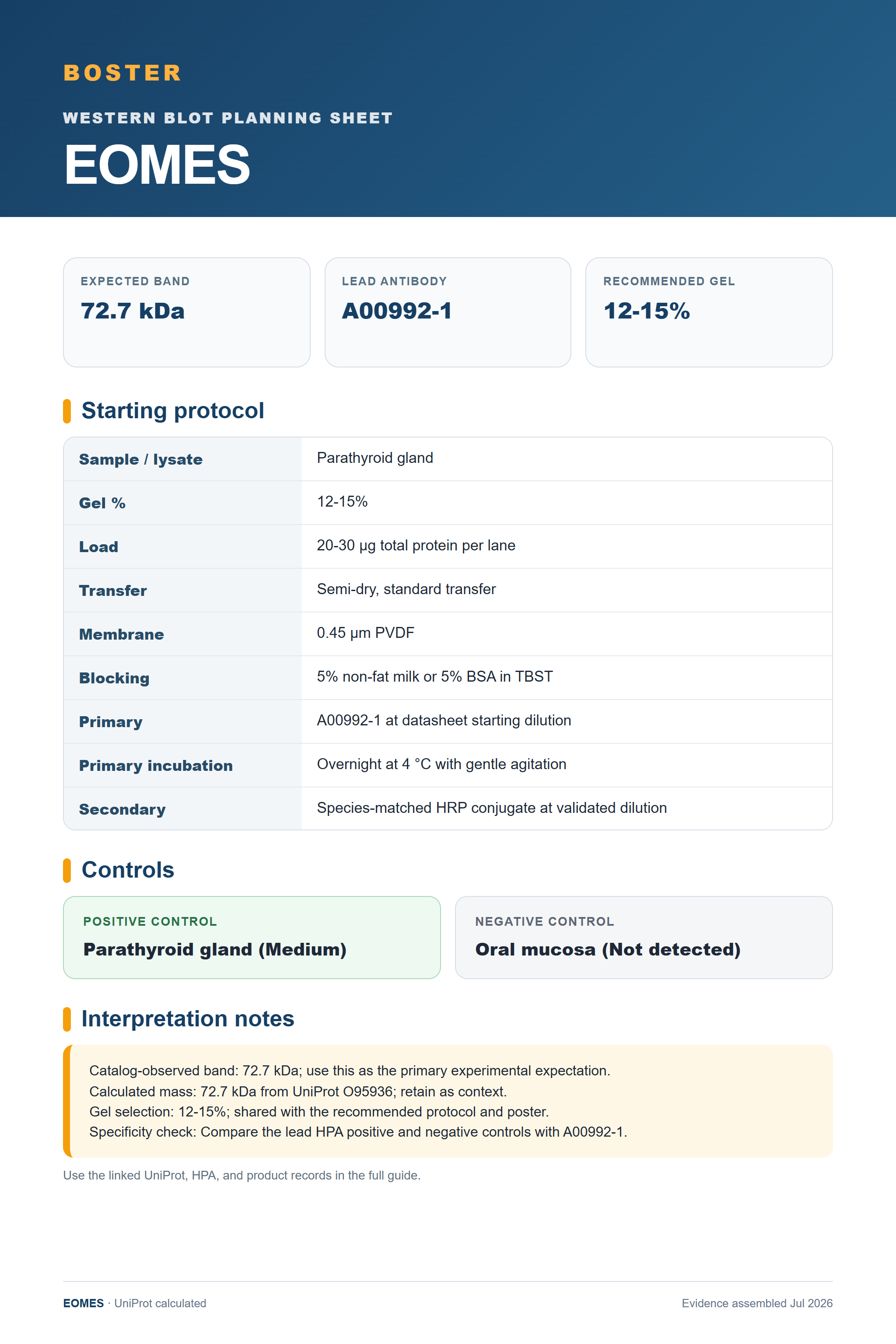 Western blot protocol sheet for EOMES (EOMES): expected band 72.7 kDa, antibody A00992-1, and guide-derived SDS-PAGE protocol steps