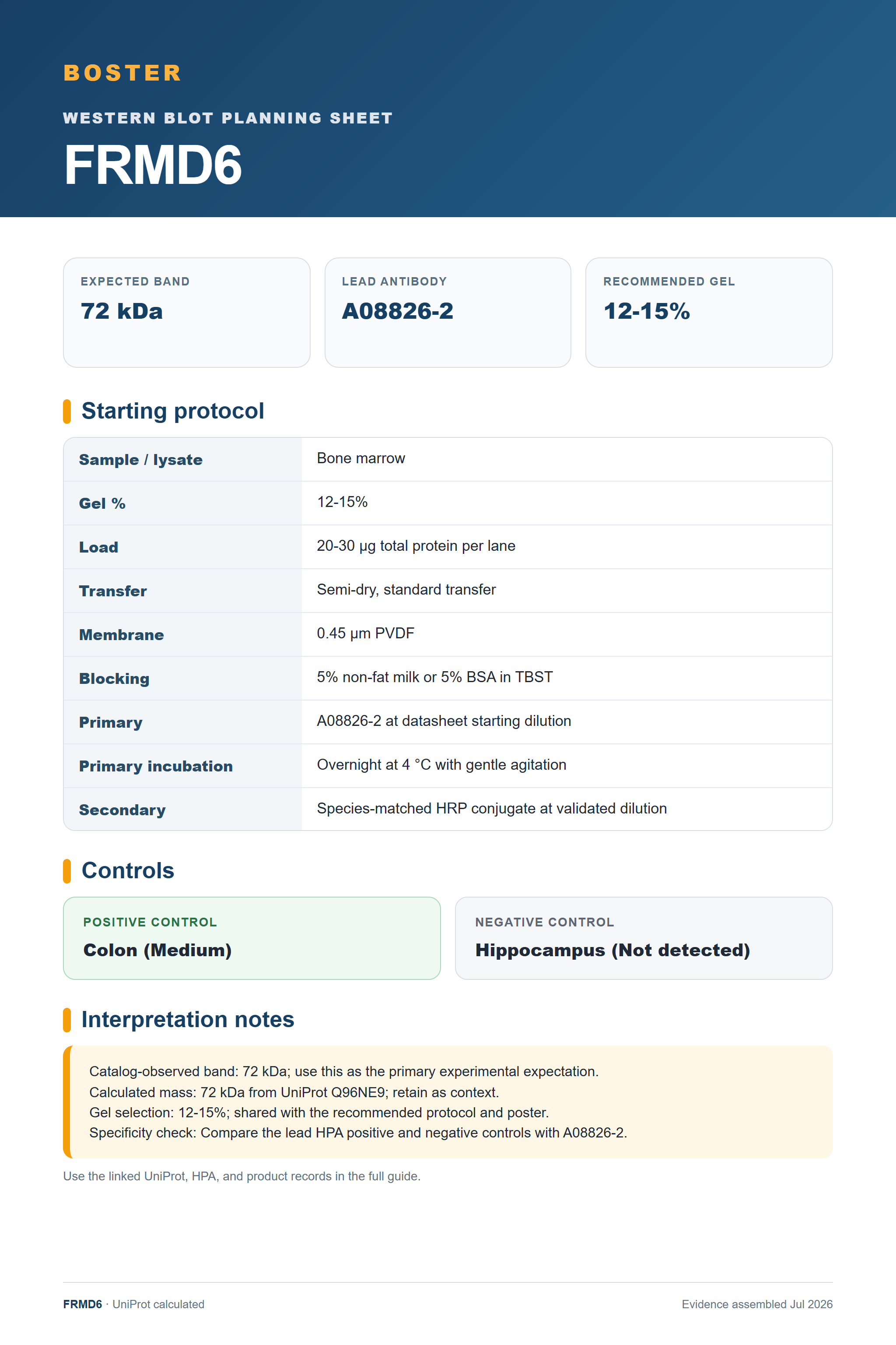 Western blot protocol sheet for FRMD6 (FRMD6): expected band 72 kDa, antibody A08826-2, and guide-derived SDS-PAGE protocol steps