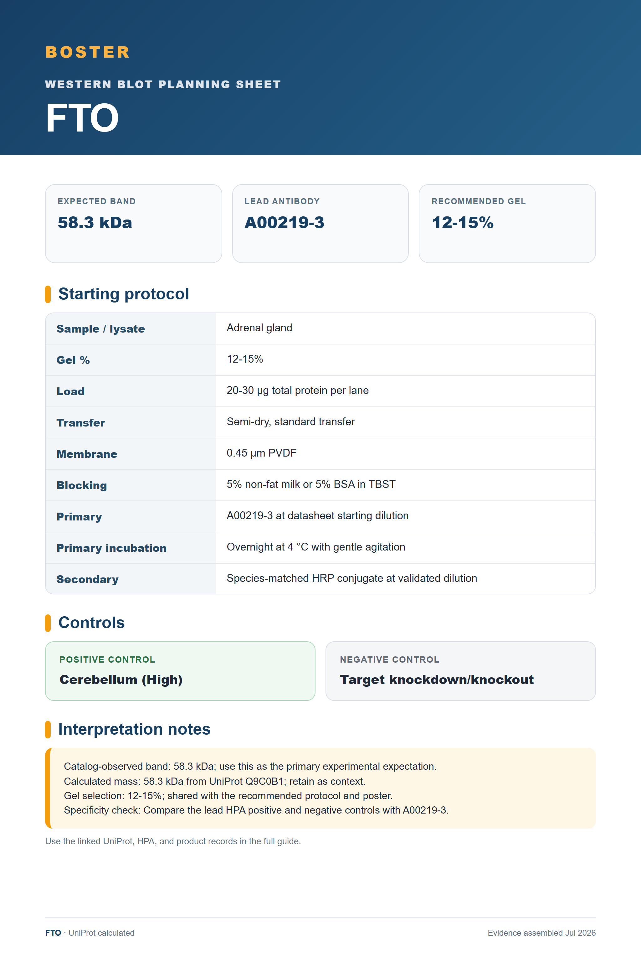 Western blot protocol sheet for FTO (FTO): expected band 58.3 kDa, antibody A00219-3, and guide-derived SDS-PAGE protocol steps