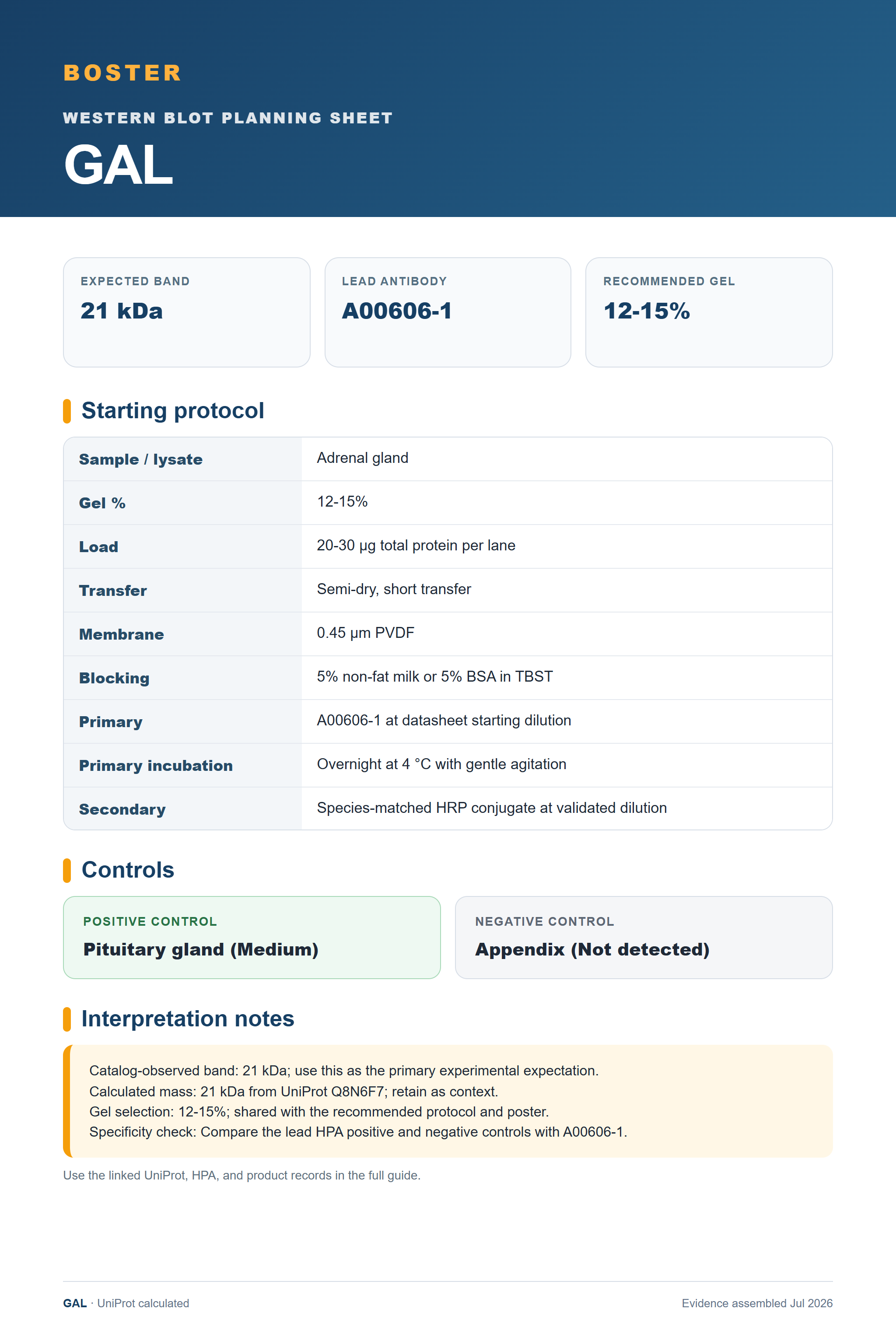 Western blot protocol sheet for GAL (GAL): expected band 21 kDa, antibody A00606-1, and guide-derived SDS-PAGE protocol steps