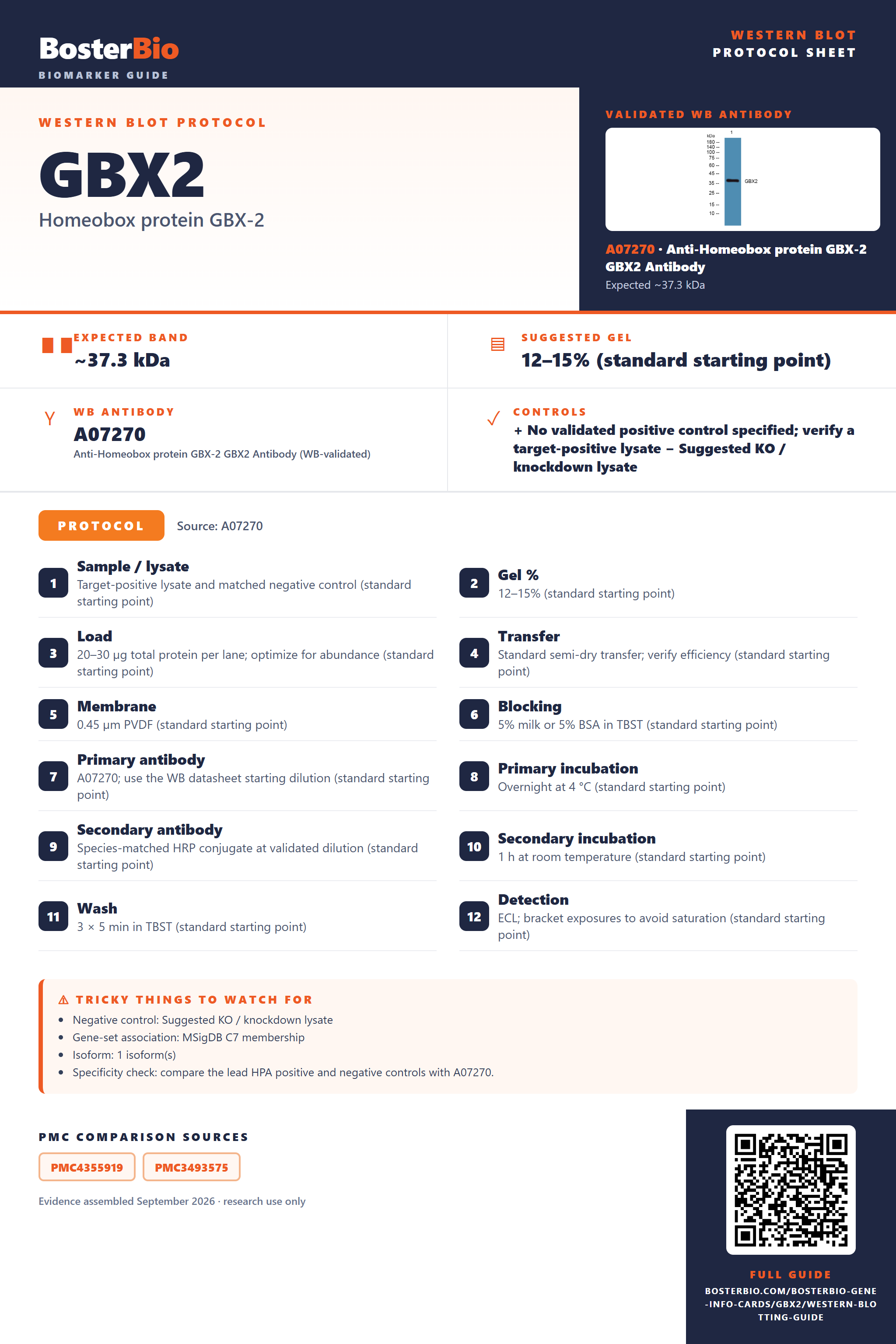 Western blot protocol sheet for GBX2: expected band ~37.3 kDa, hero antibody A07270, catalog values and labelled standard workflow; separate PMC comparisons on the guide