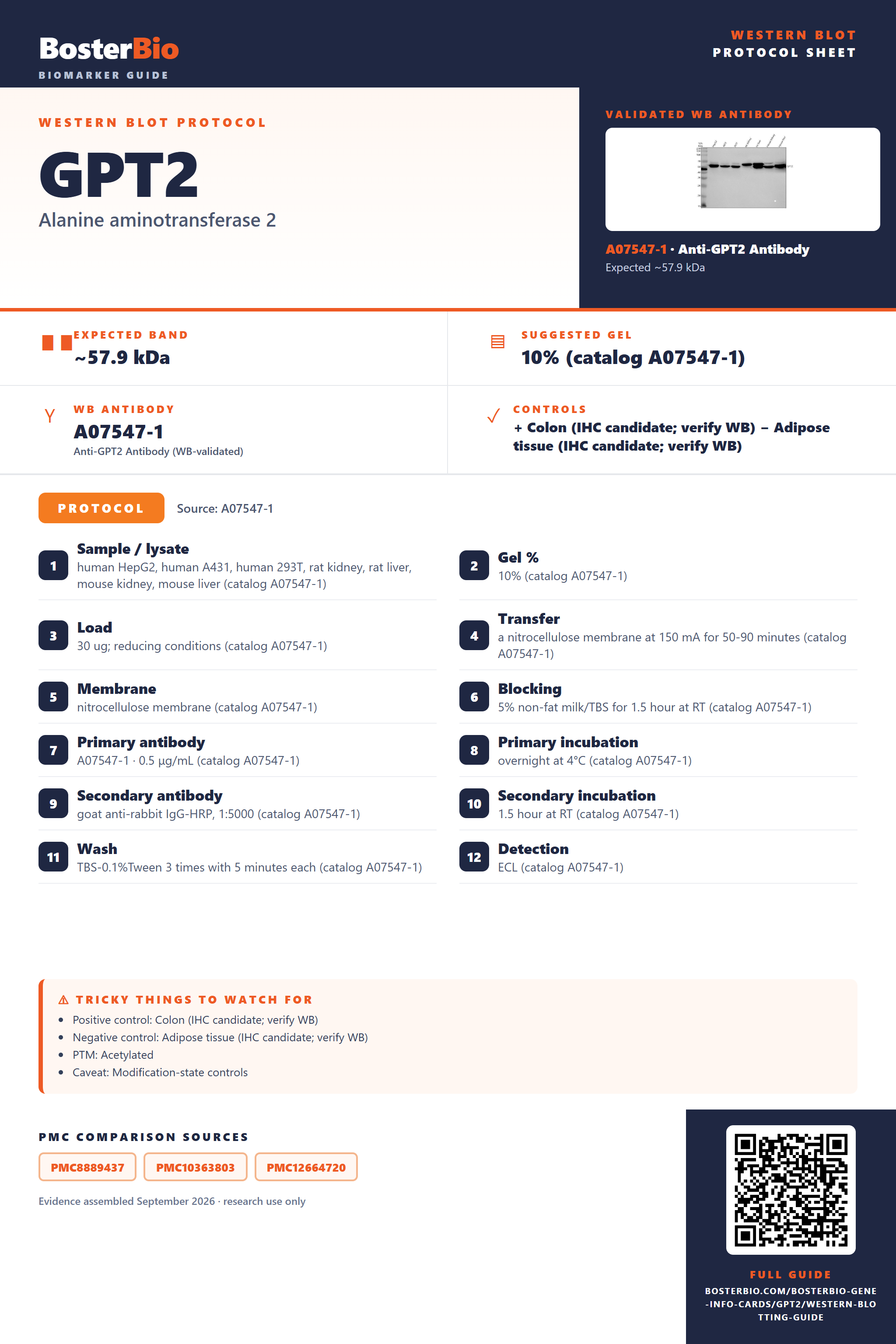 Western blot protocol sheet for GPT2: expected band ~57.9 kDa, hero antibody A07547-1, catalog values and labelled standard workflow; separate PMC comparisons on the guide