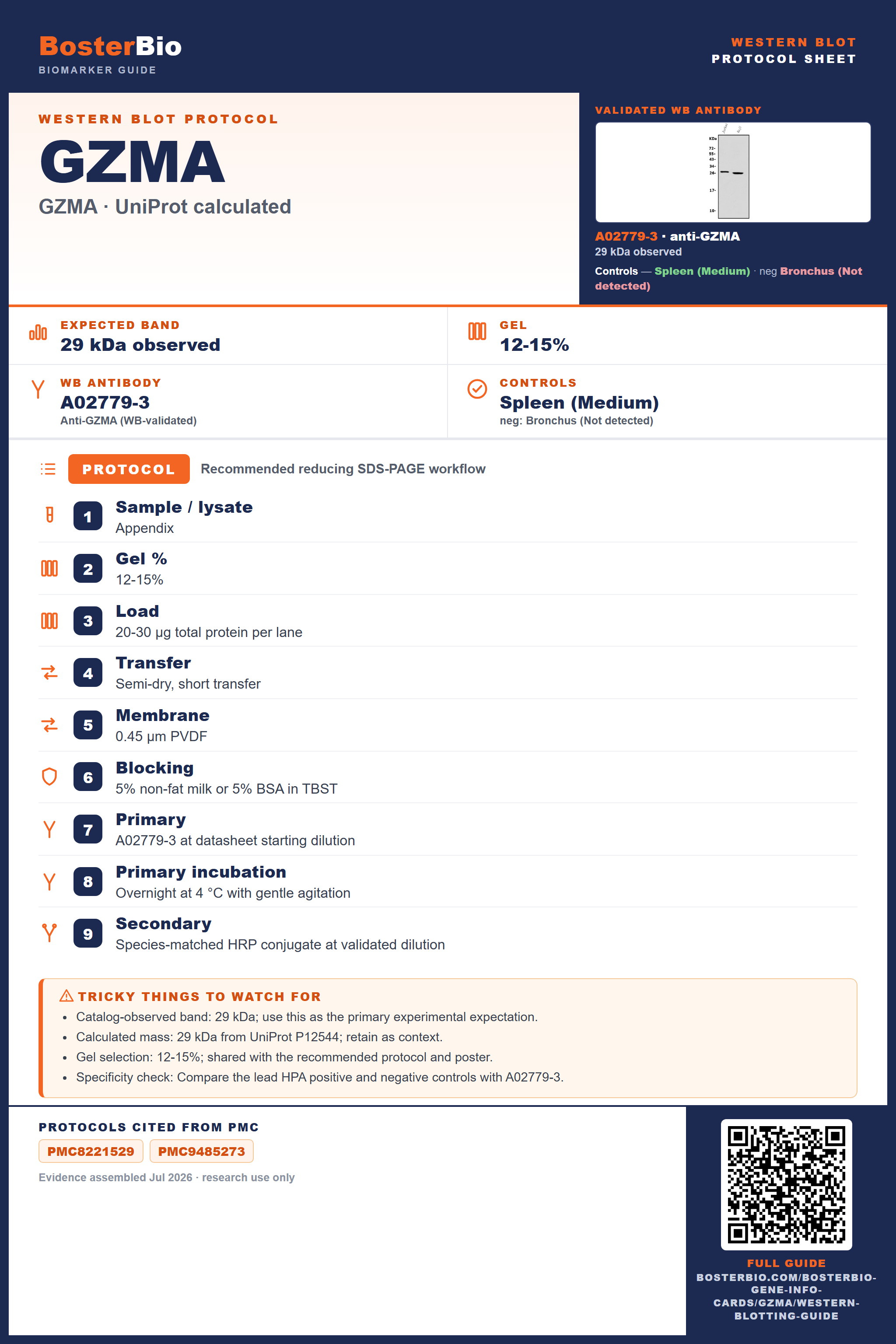 Western blot protocol sheet for GZMA (GZMA): expected band 29 kDa observed, antibody A02779-3, and PMC-cited SDS-PAGE protocol steps