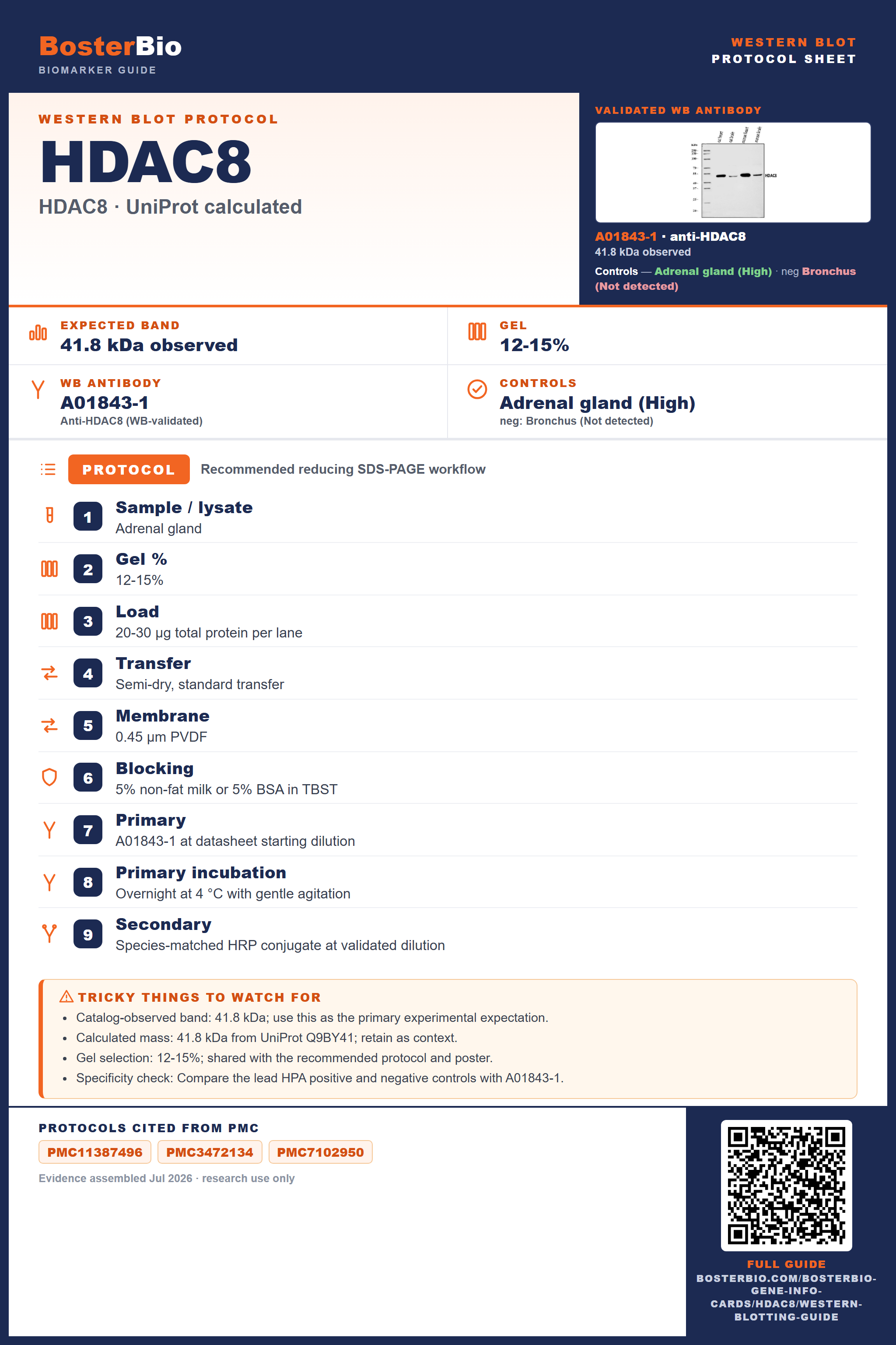 Western blot protocol sheet for HDAC8 (HDAC8): expected band 41.8 kDa observed, antibody A01843-1, and PMC-cited SDS-PAGE protocol steps