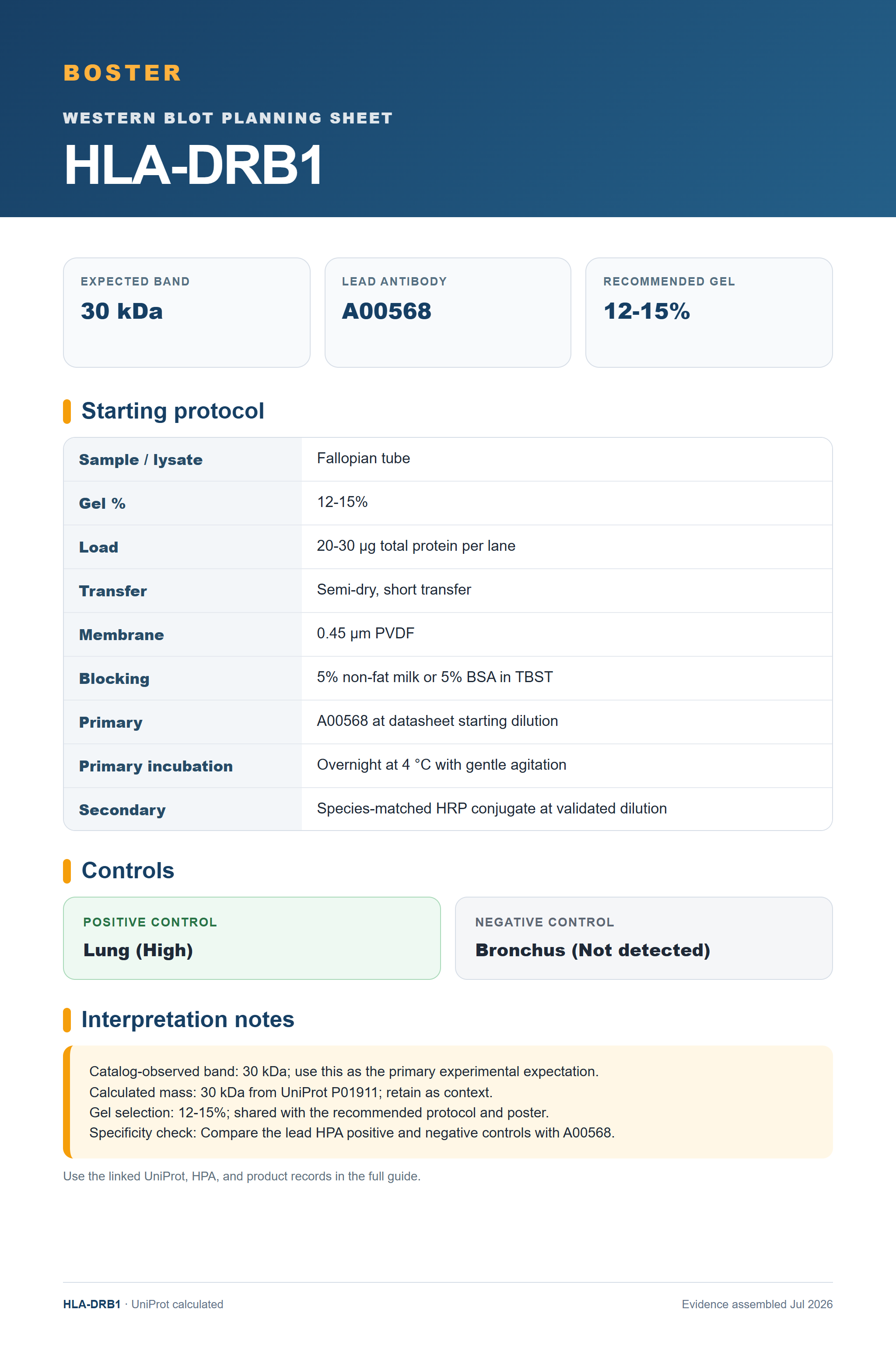 Western blot protocol sheet for HLA-DRB1 (HLA-DRB1): expected band 30 kDa, antibody A00568, and guide-derived SDS-PAGE protocol steps