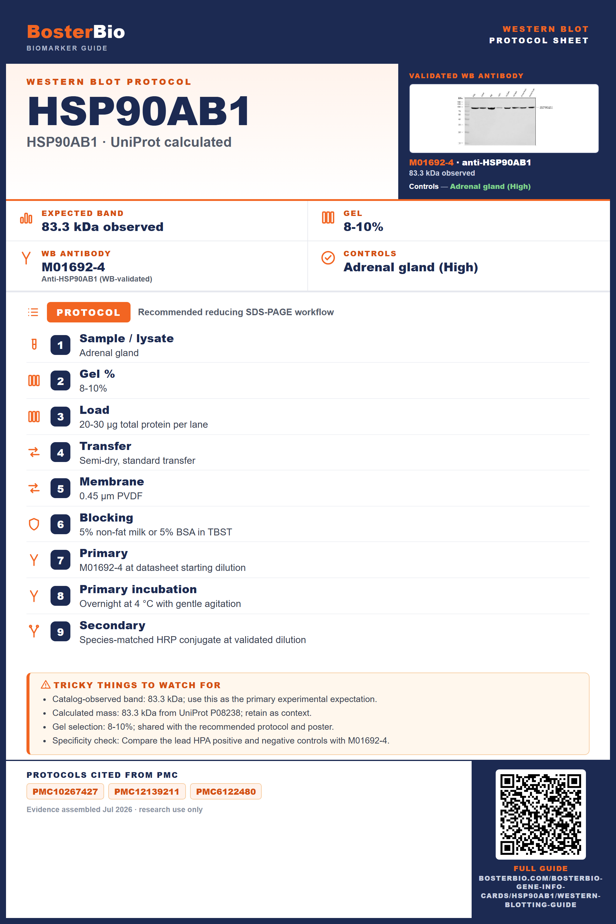 Western blot protocol sheet for HSP90AB1 (HSP90AB1): expected band 83.3 kDa observed, antibody M01692-4, and PMC-cited SDS-PAGE protocol steps