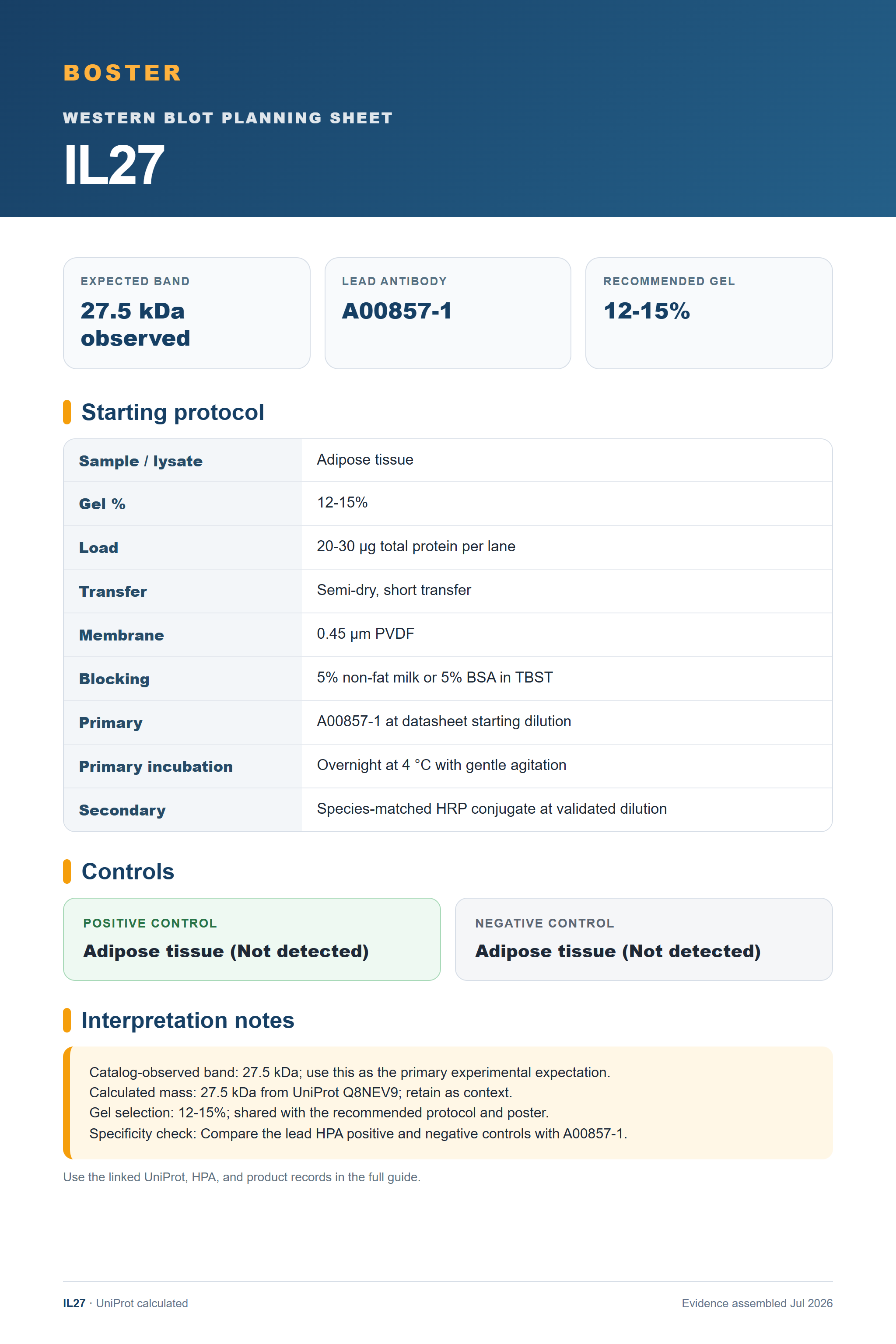 Western blot protocol sheet for IL27 (IL27): expected band 27.5 kDa observed, antibody A00857-1, and guide-derived SDS-PAGE protocol steps