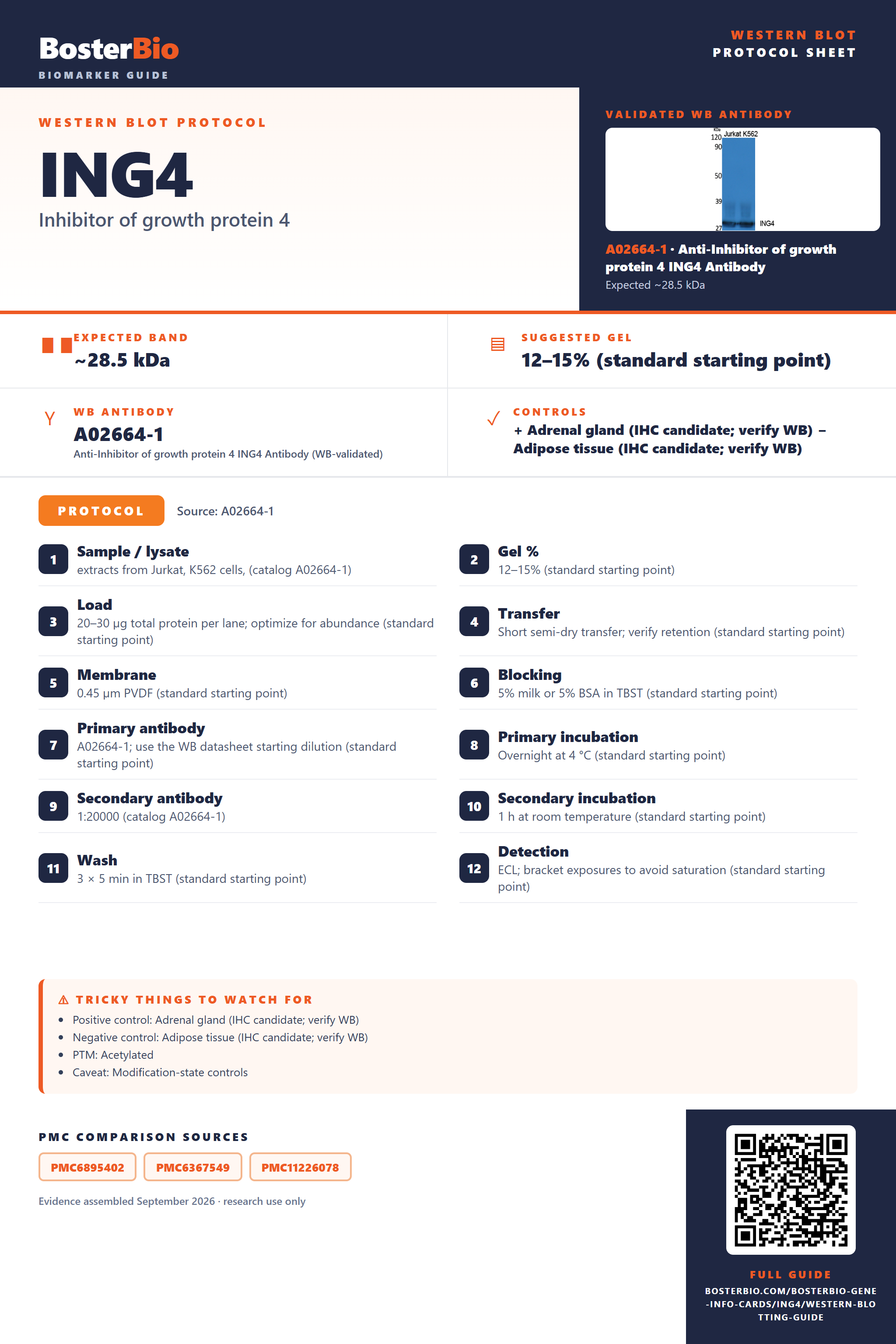 Western blot protocol sheet for ING4: expected band ~28.5 kDa, hero antibody A02664-1, catalog values and labelled standard workflow; separate PMC comparisons on the guide