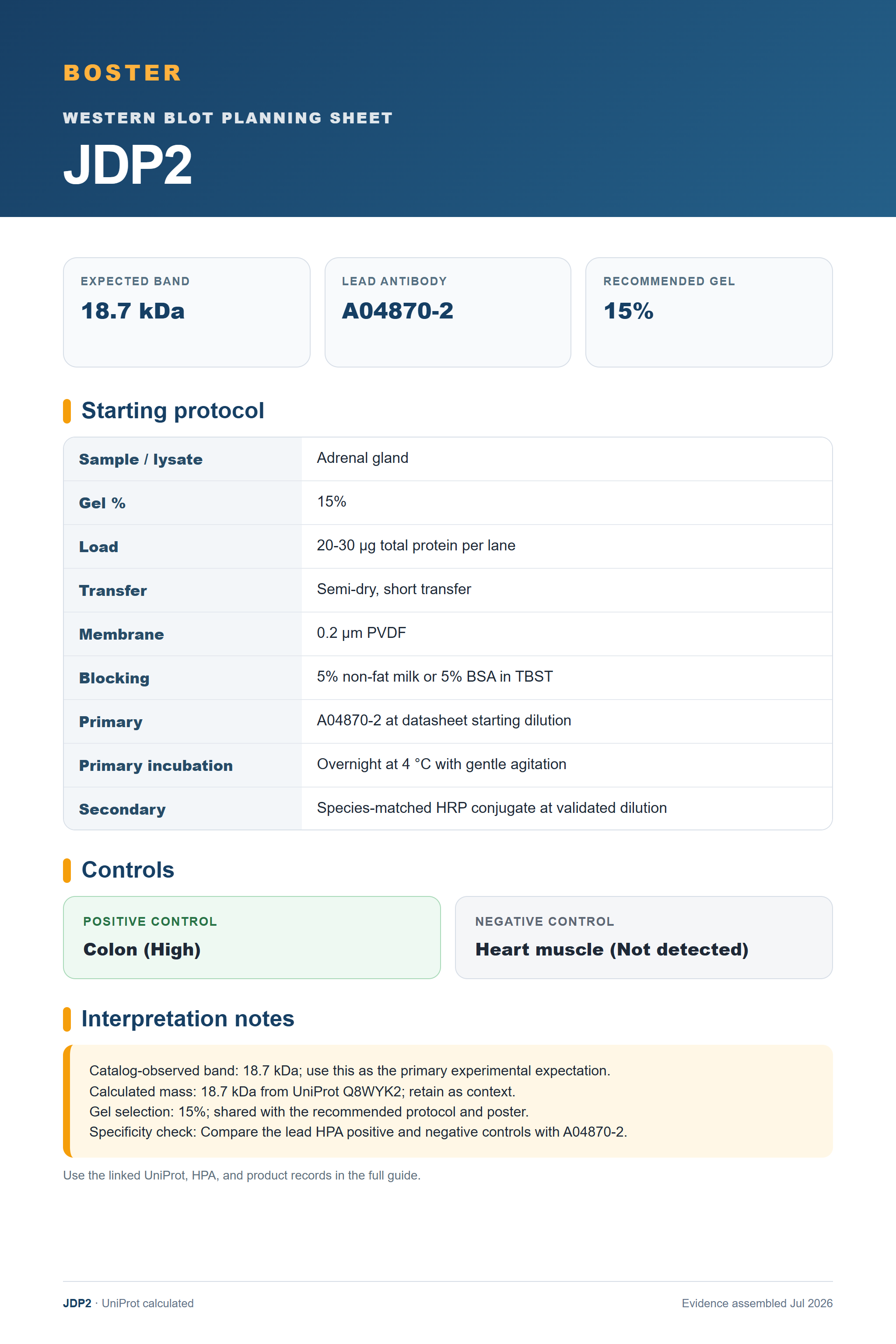 Western blot protocol sheet for JDP2 (JDP2): expected band 18.7 kDa, antibody A04870-2, and guide-derived SDS-PAGE protocol steps