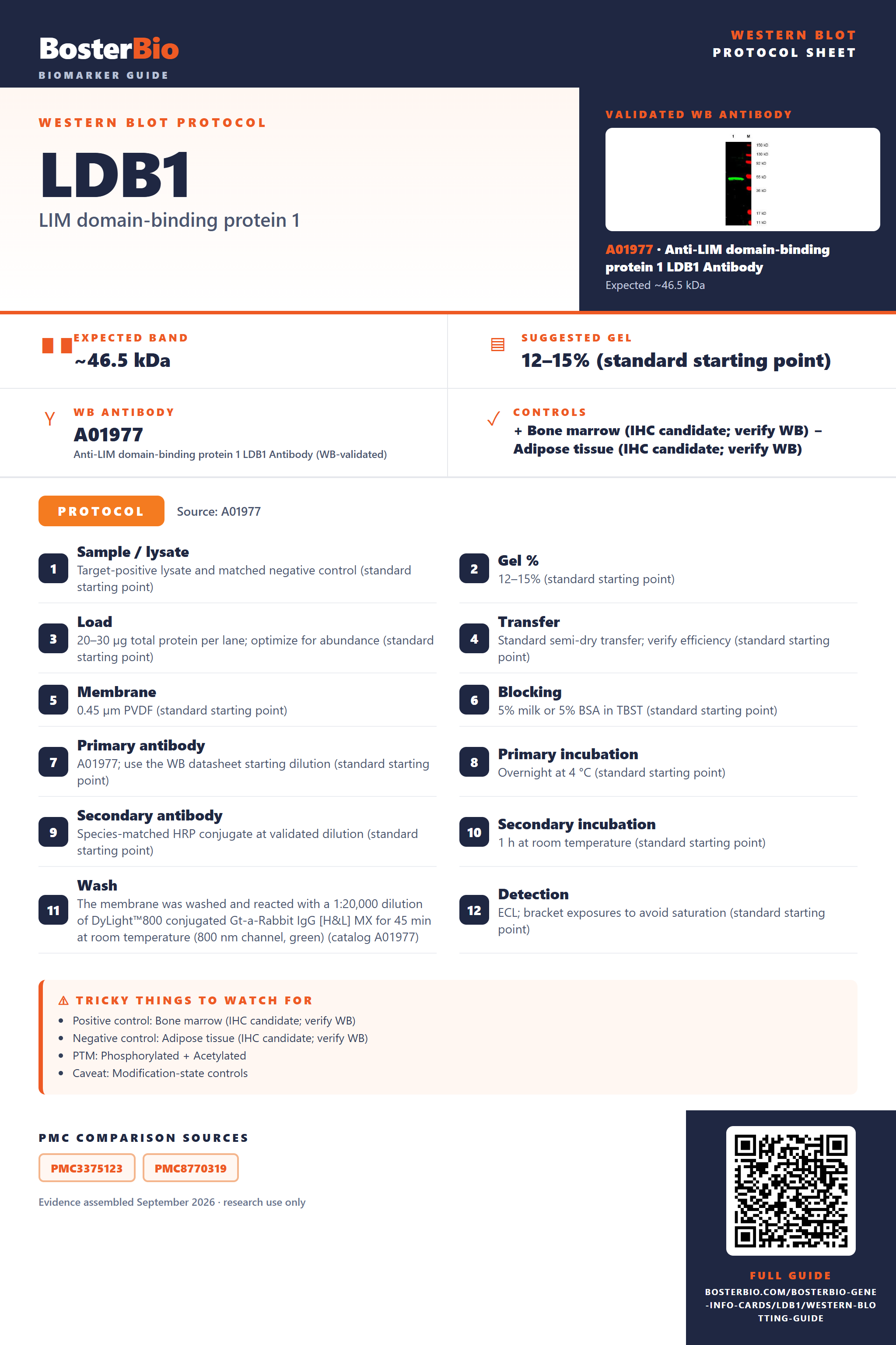Western blot protocol sheet for LDB1: expected band ~46.5 kDa, hero antibody A01977, catalog values and labelled standard workflow; separate PMC comparisons on the guide